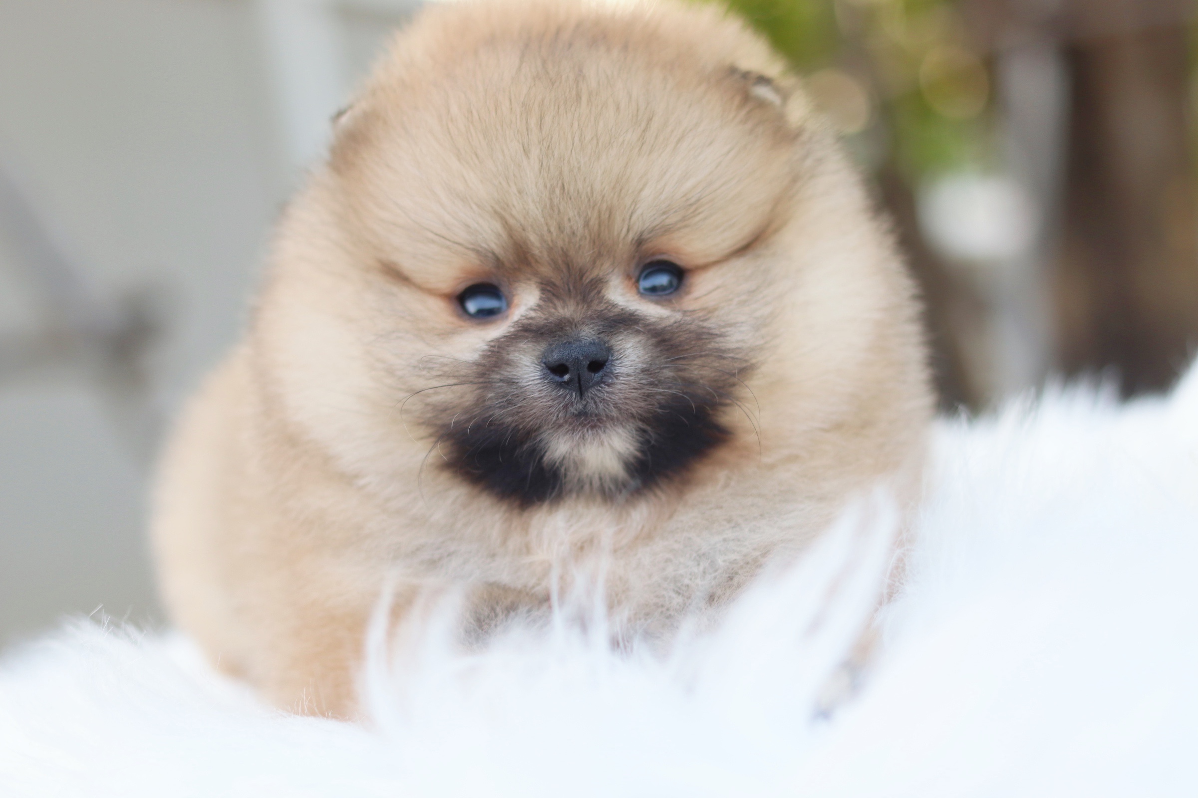 ปอมเมอเรเนียน เพศผู้สีส้ม