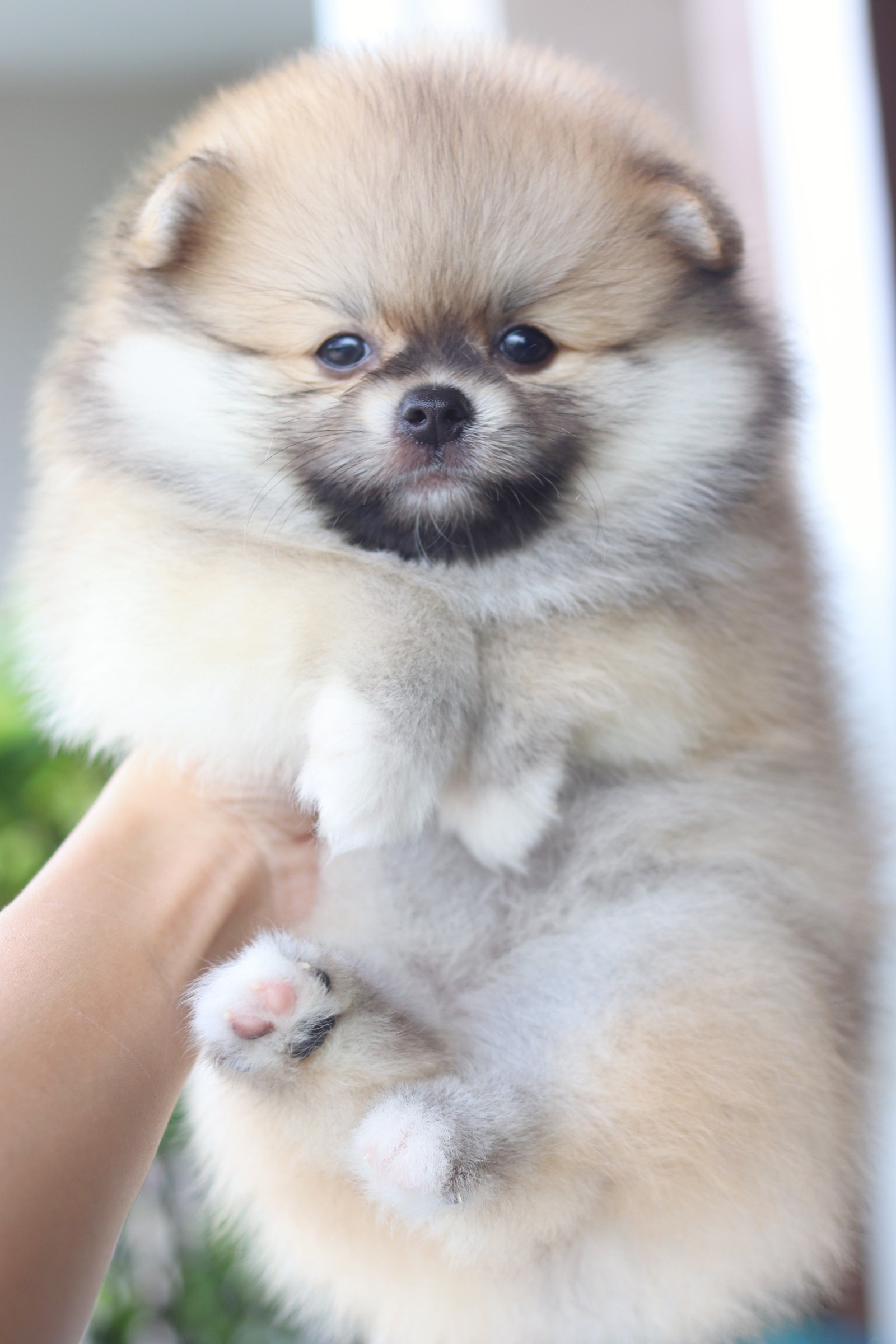 ปอมเมอเรเนียน เพศผู้สีส้ม