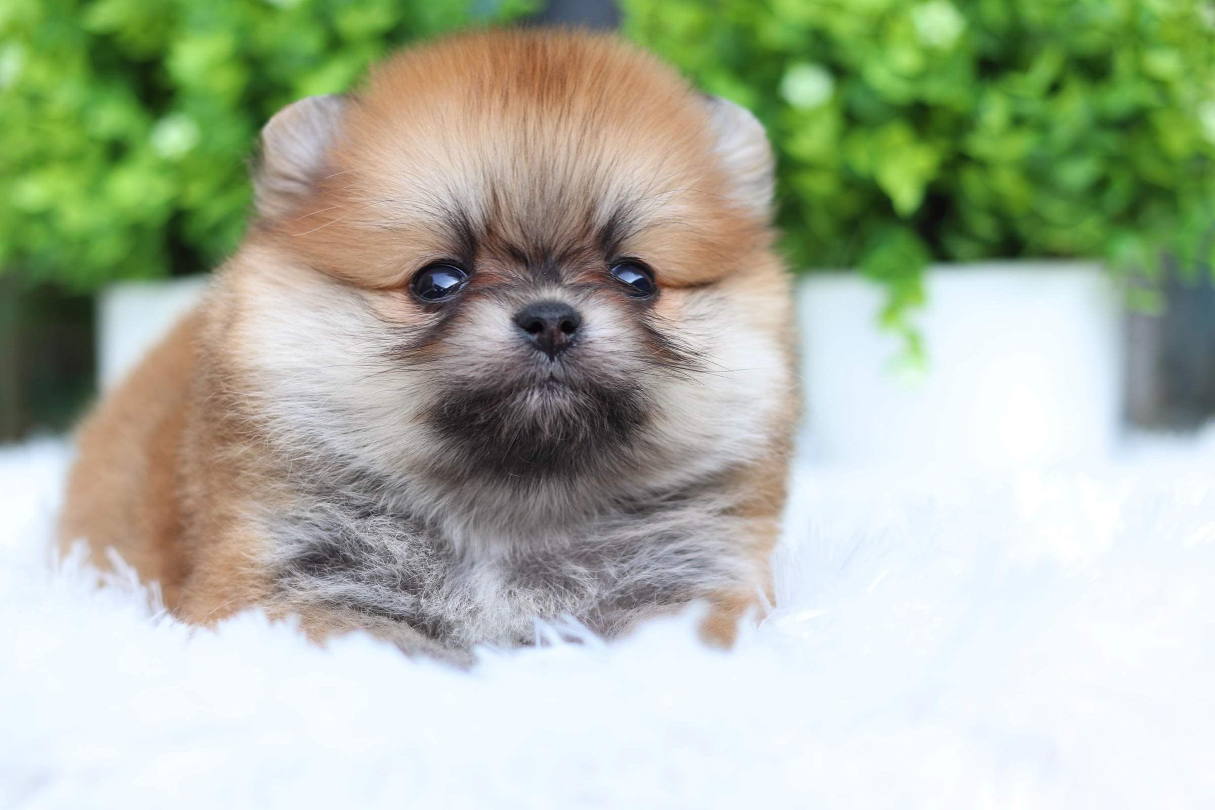 ปอมเมอเรเนียน เพศเมีย