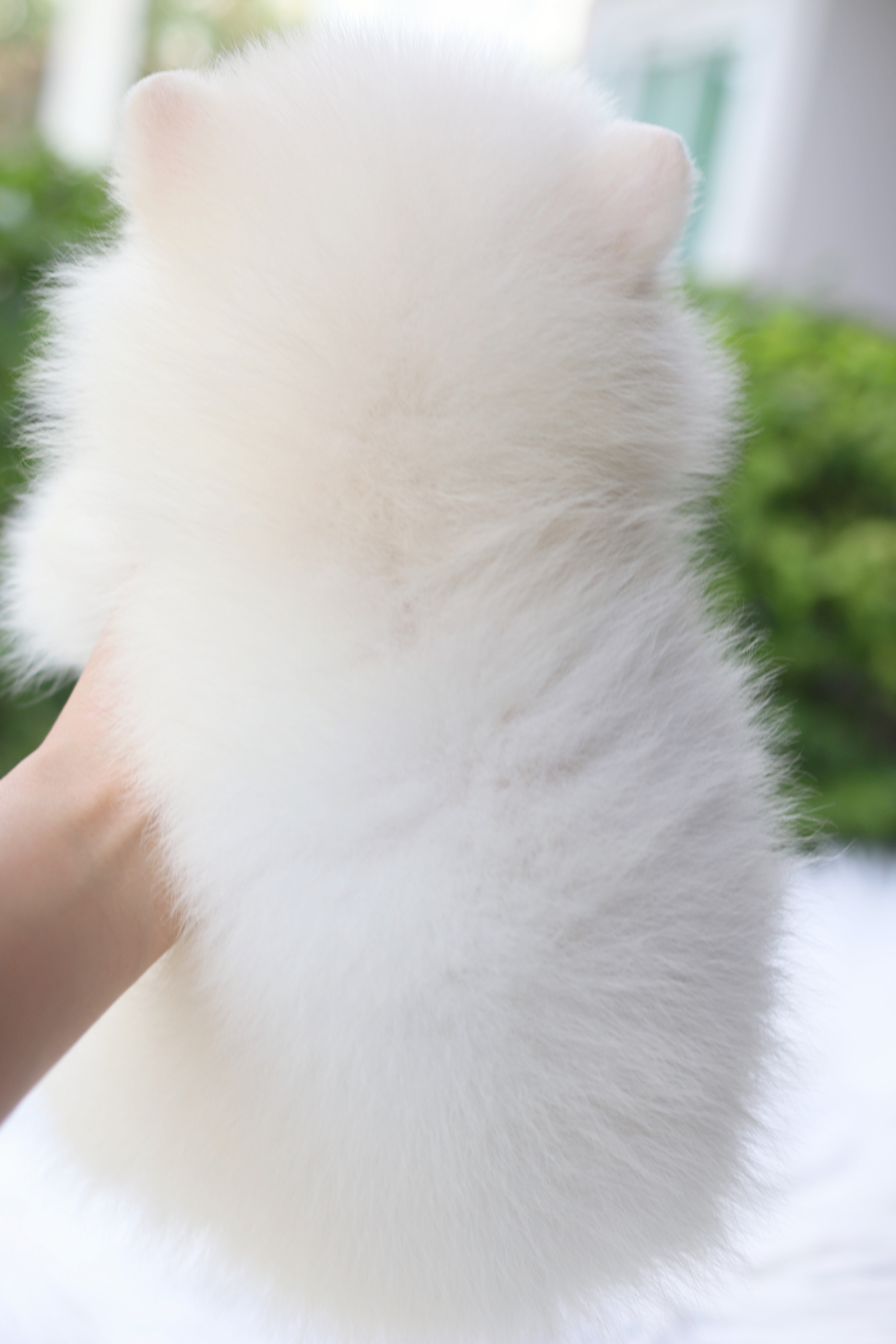 ปอมเมอเรเนียน เพศผู้สีขาวครีม