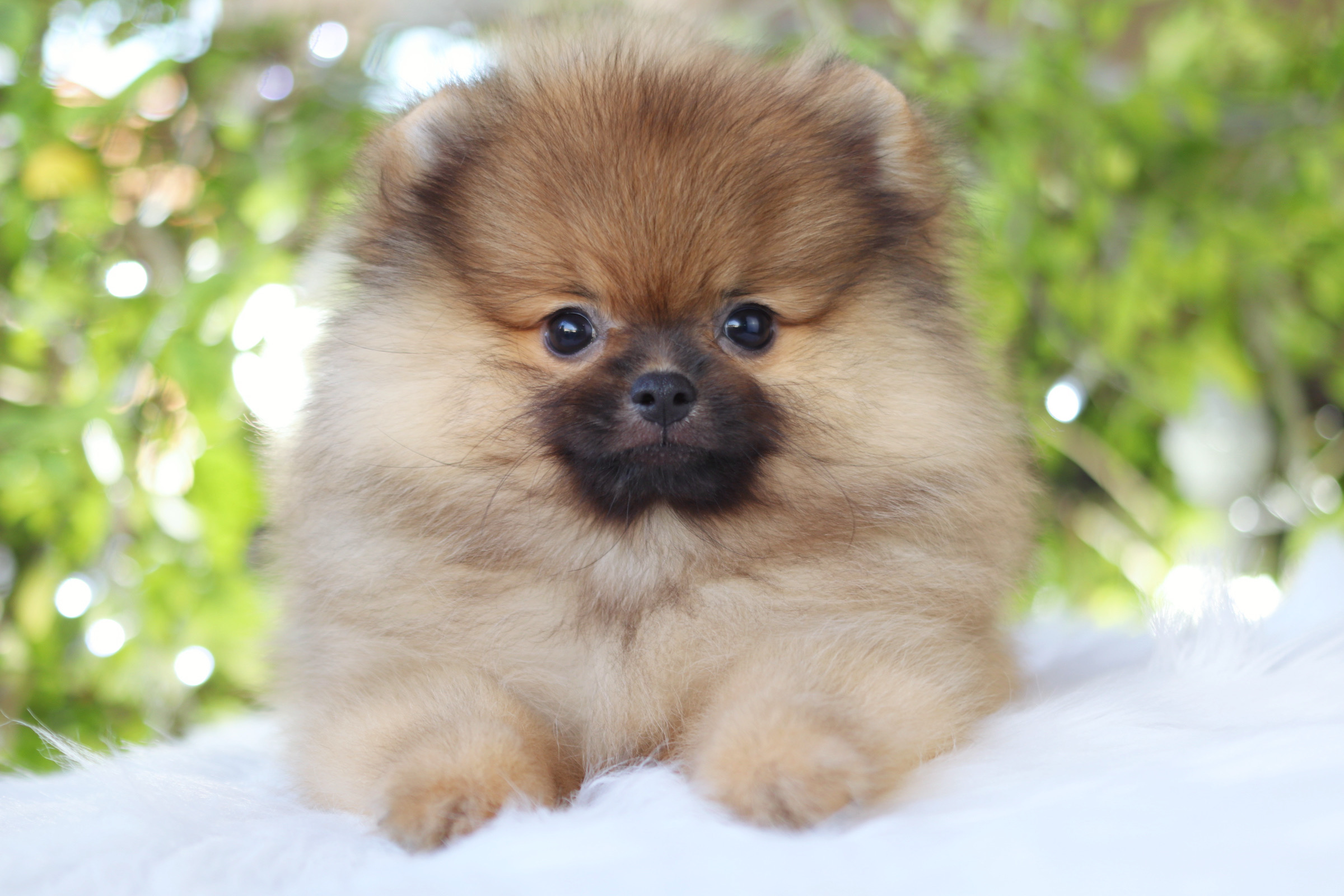 ปอมเมอเรเนียน เพศผู้ สีส้ม