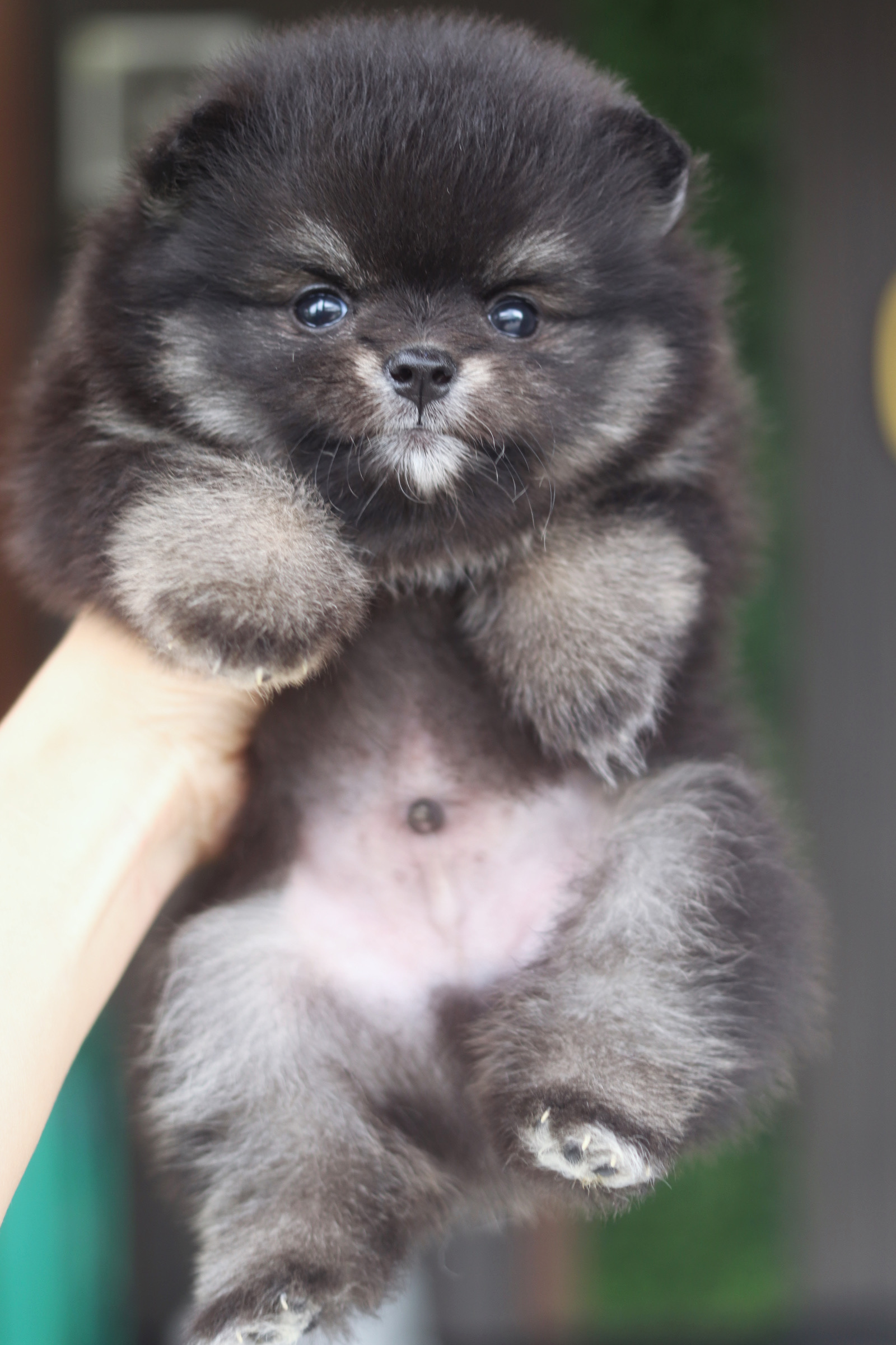 ปอมเมอเรเนียน เพศผู้ แบล็คแทน