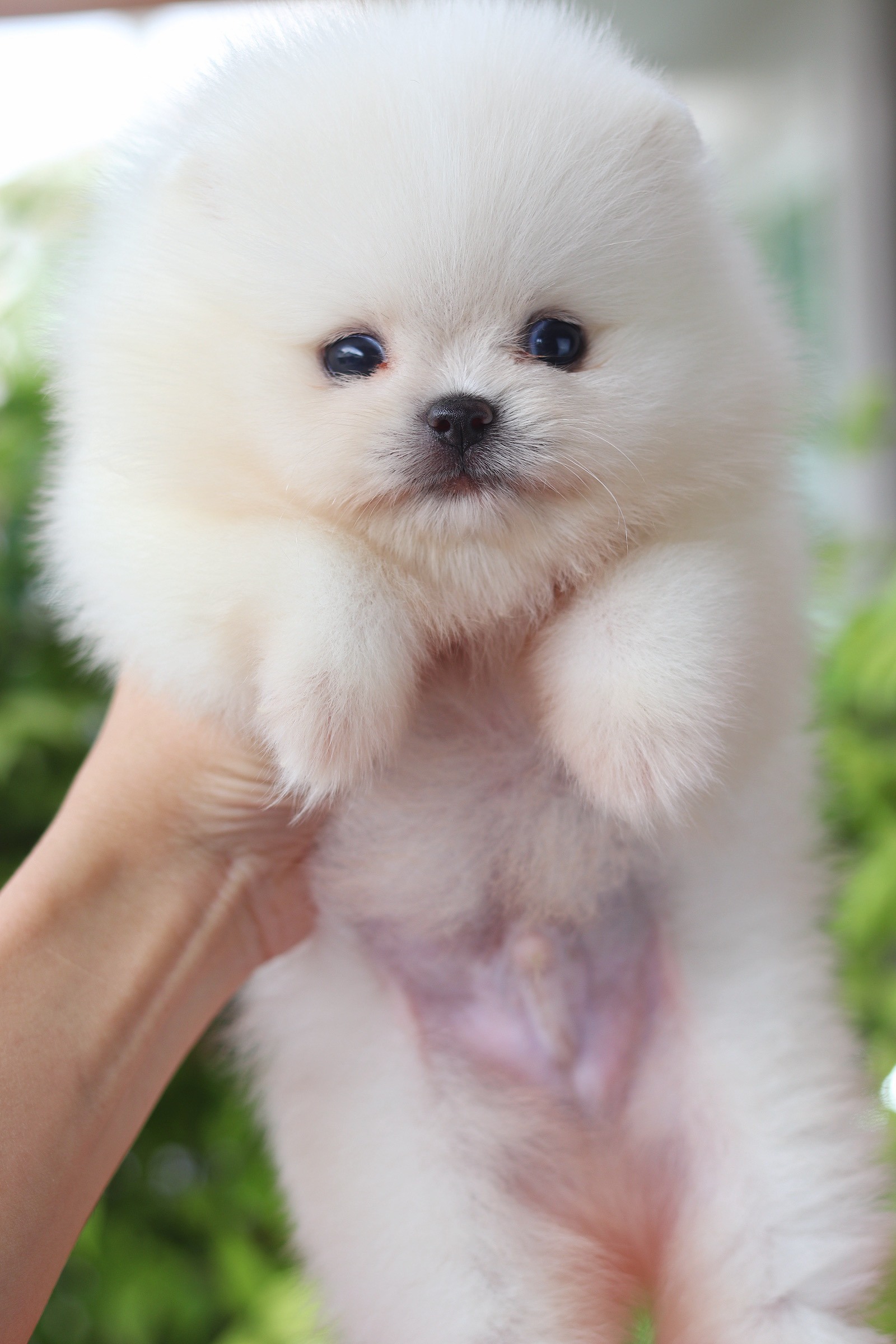 ปอมเมอเรเนียน เพศผู้ สีขาวครีม เกรดโชว์