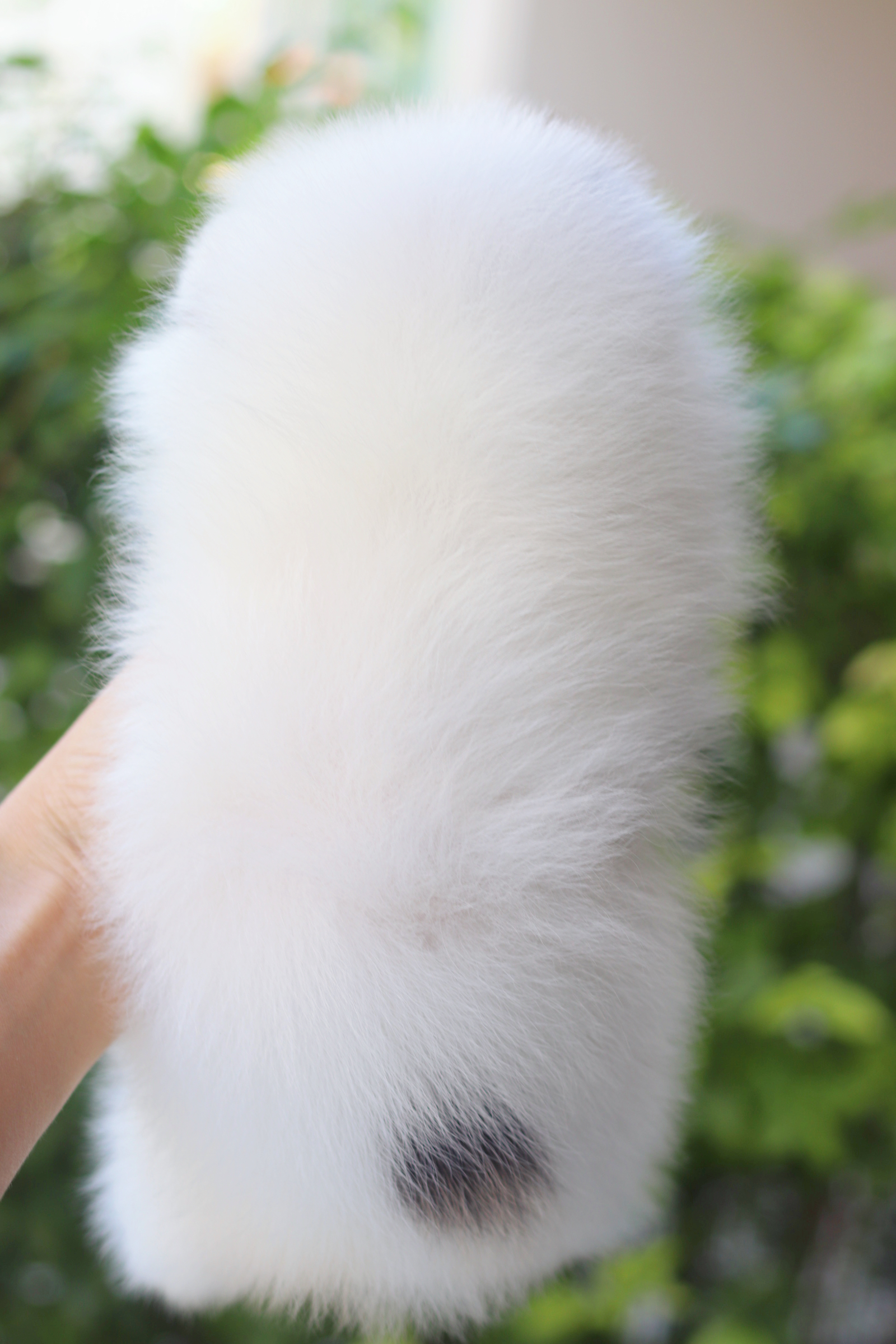 ปอมเมอเรเนียน เพศเมีย สีแฟนซี