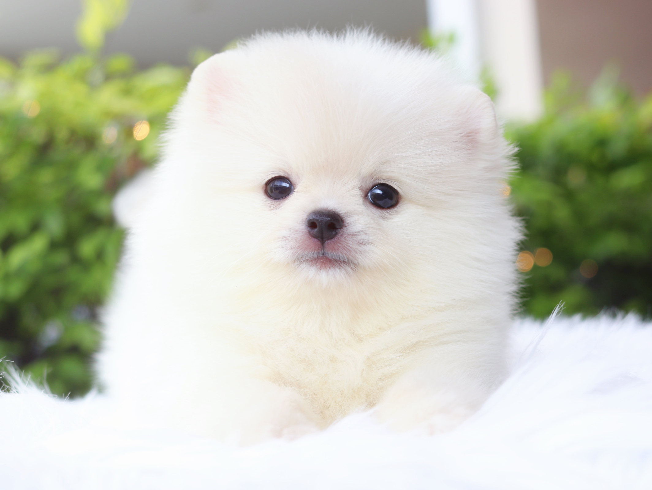 ปอมเมอเรเนียน เพศเมียสีขาวครีม