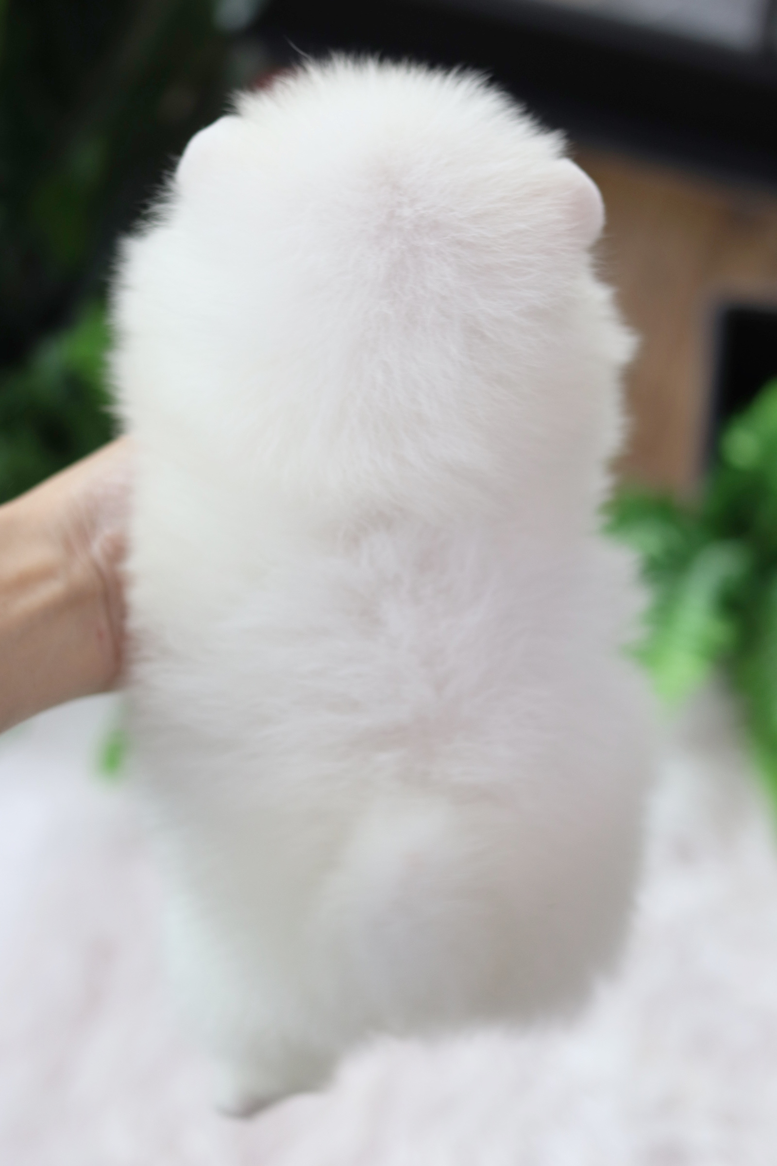 ปอมเมอเรเนียน เพศผู้ สีขาวครีม