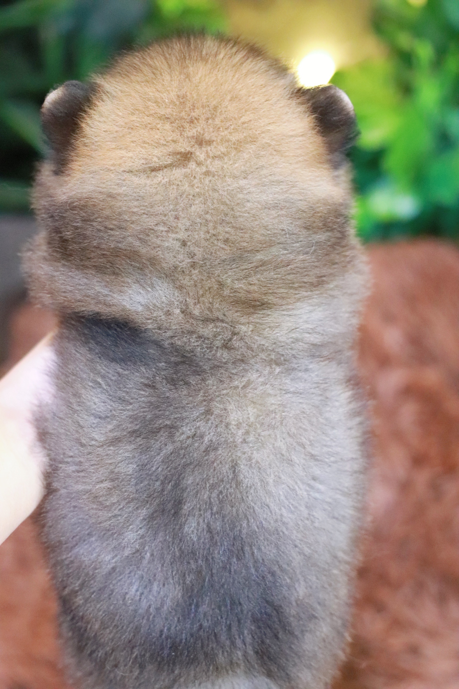 ปอมเมอเรเนียน เพศเมียสีส้ม