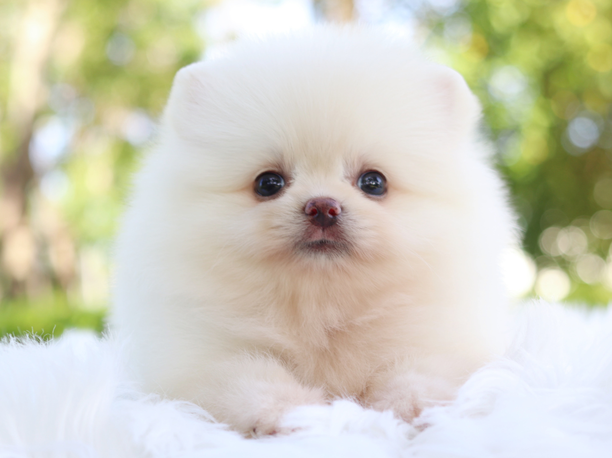 ปอมเมอเรเนียน เพศเมียสีขาวครีมเกรดโชว์