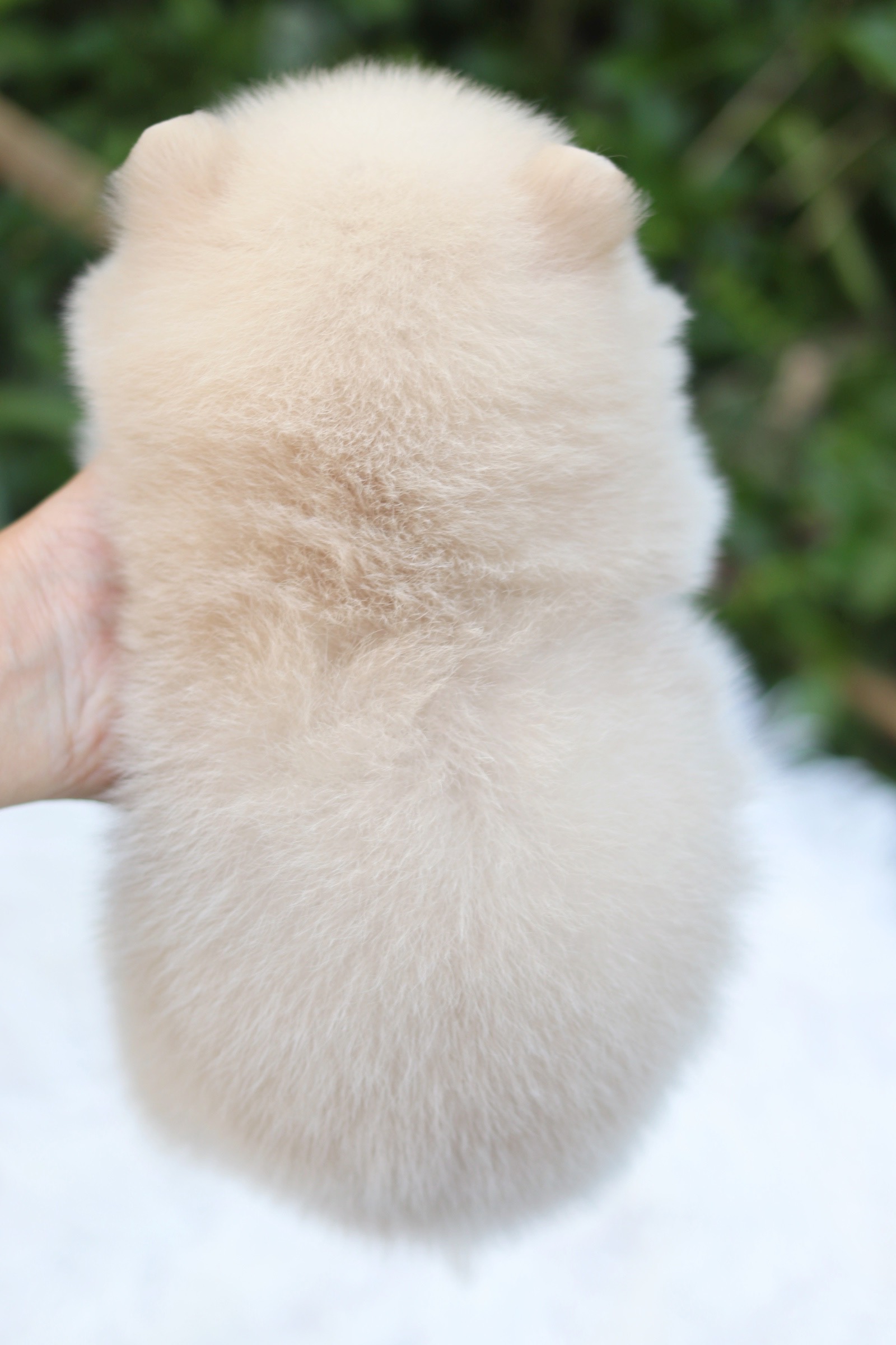 ปอมเมอเรเนียน เพศผู้ขาวครีม