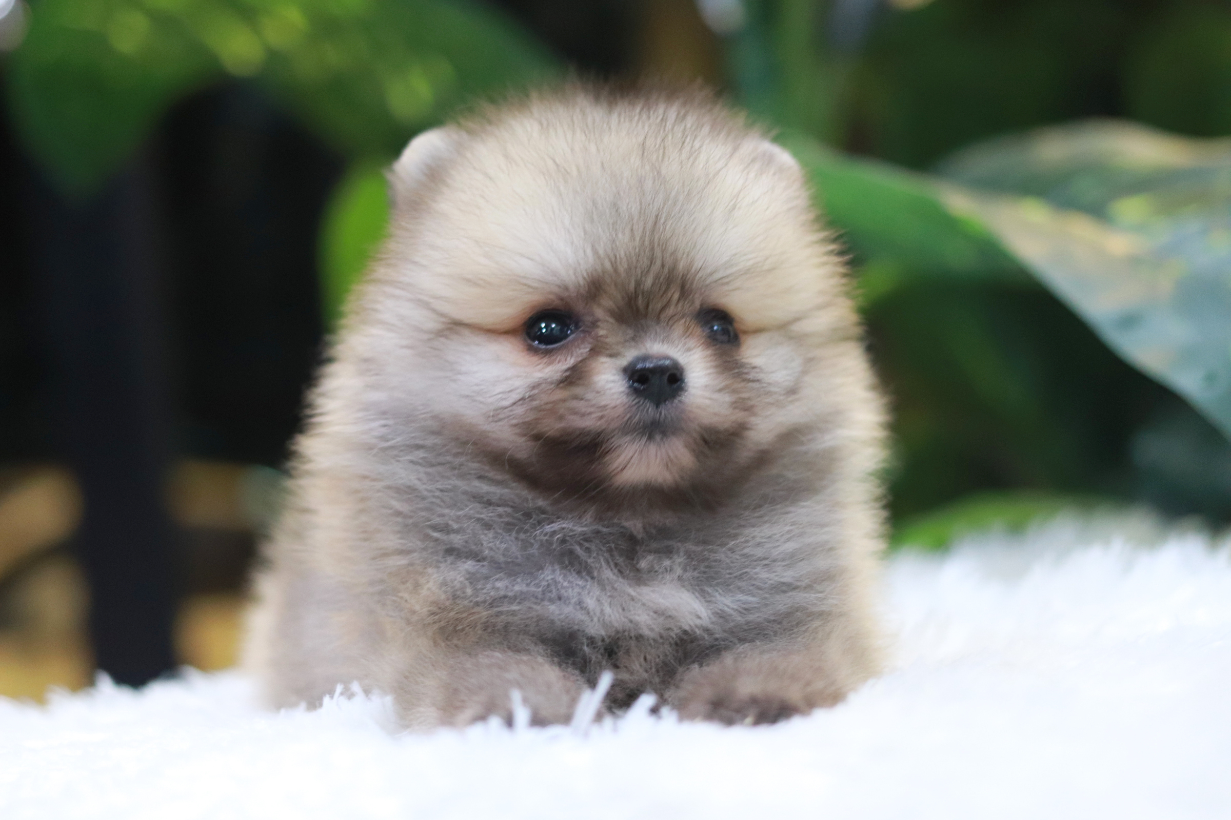 ปอมเมอเรเนียน เพศเมีย สีส้ม