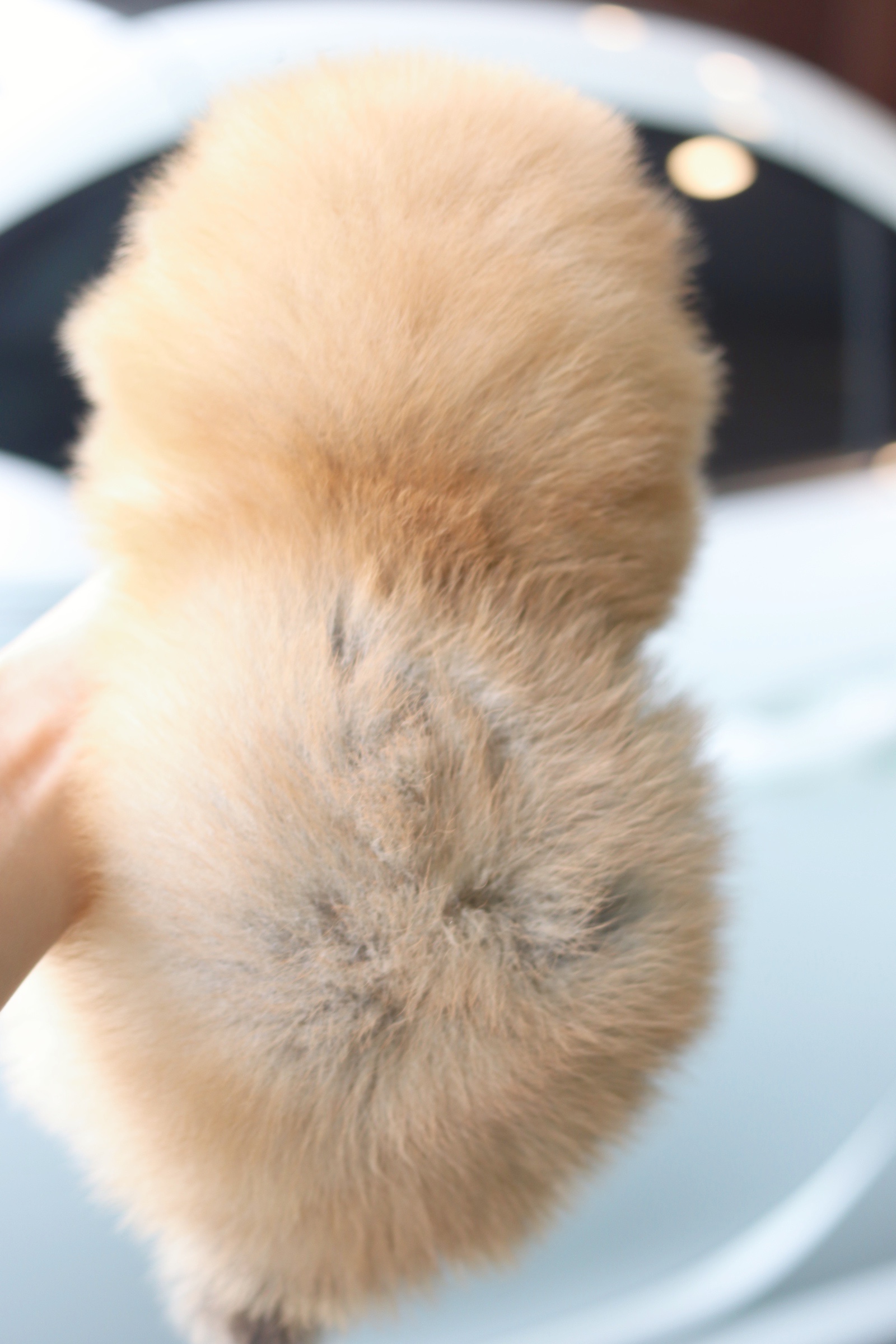 ปอมเมอเรเนียน เพศผู้ สีส้ม