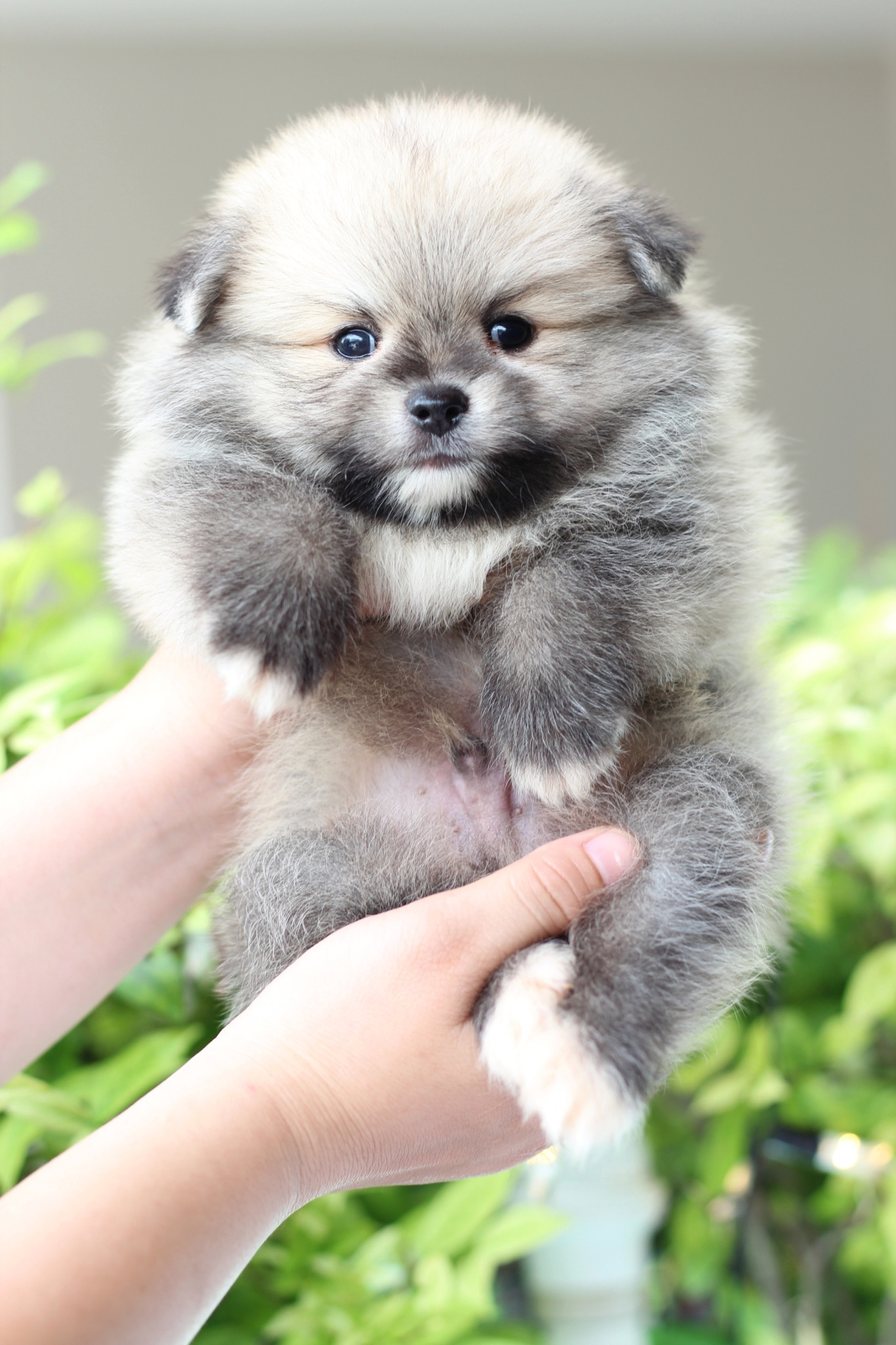 ปอมเมอเรเนียน เพศผู้ สีส้ม