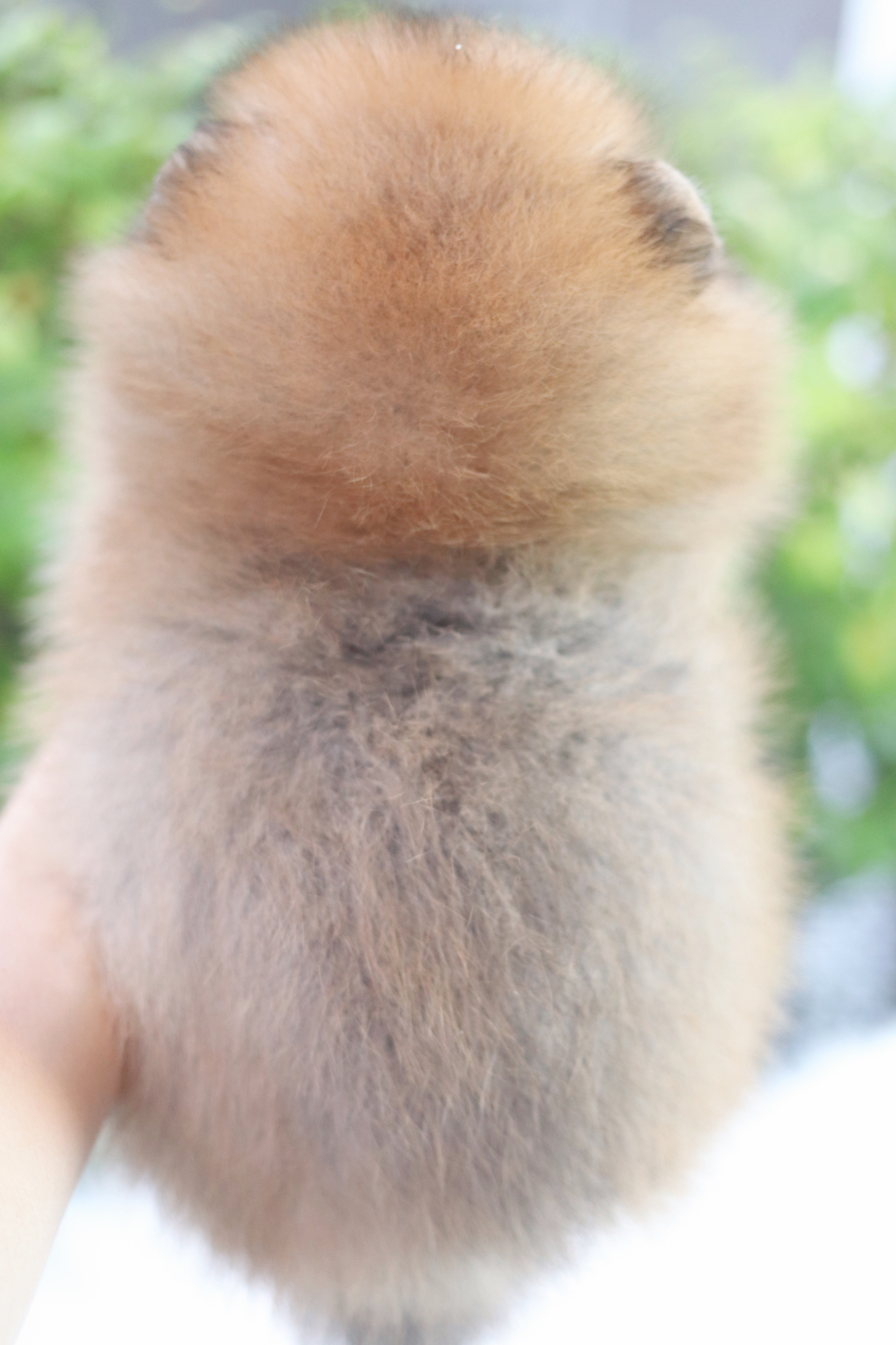 ปอมเมอเรเนียน เพศผู้สีส้ม