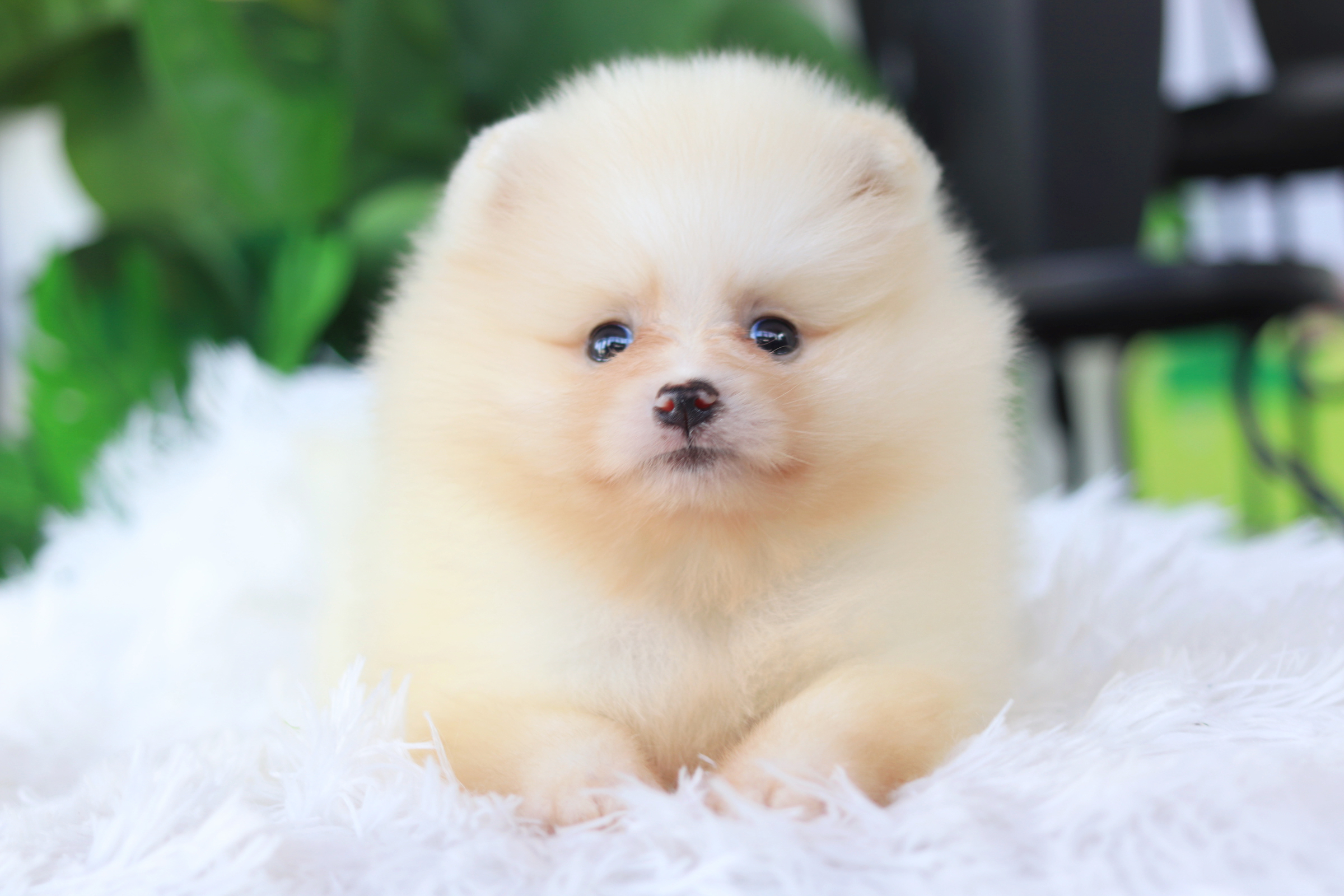 ปอมเมอเรเนียน เพศเมียขาวครีม