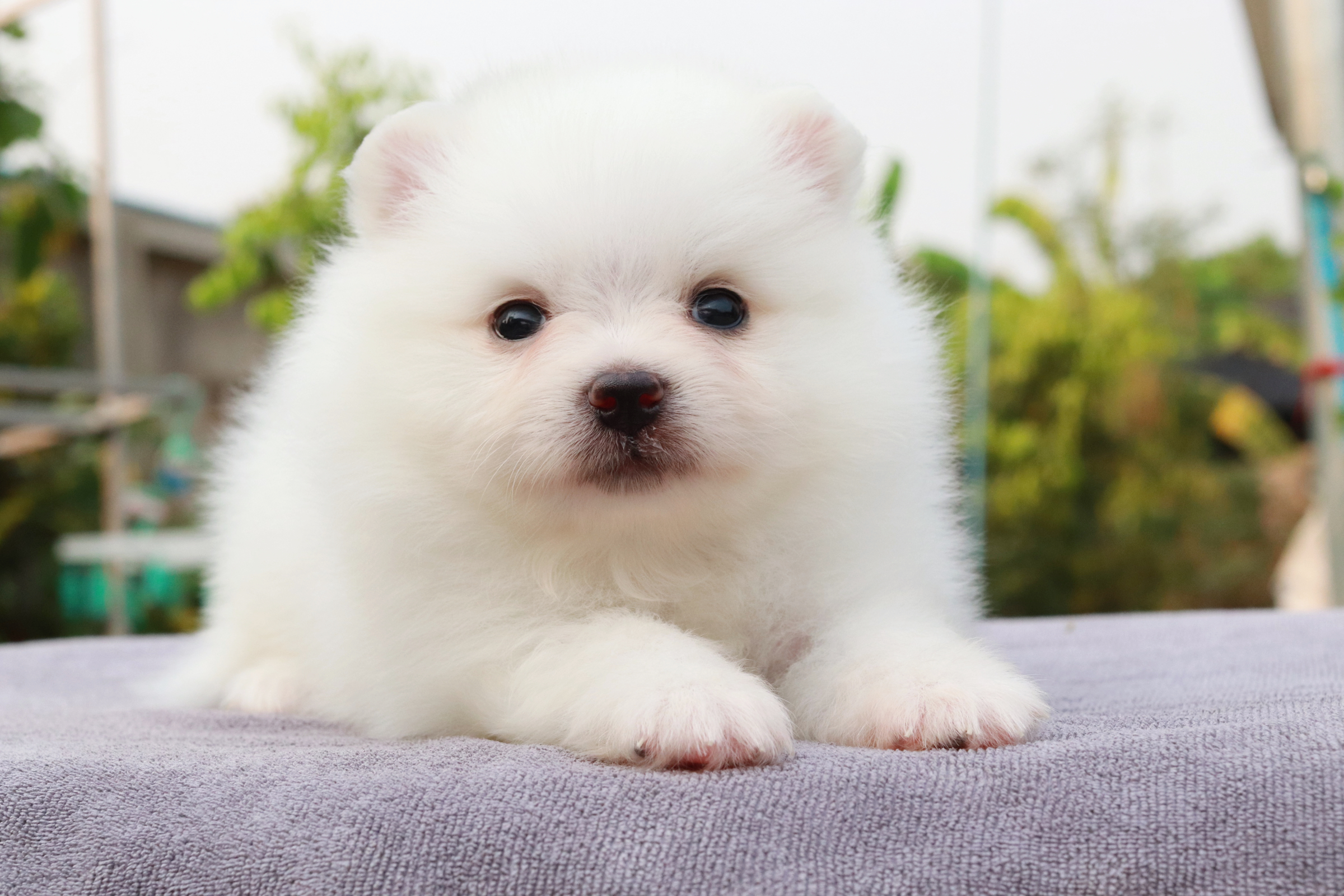 ปอมเมอเรเนียน เพศเมีย