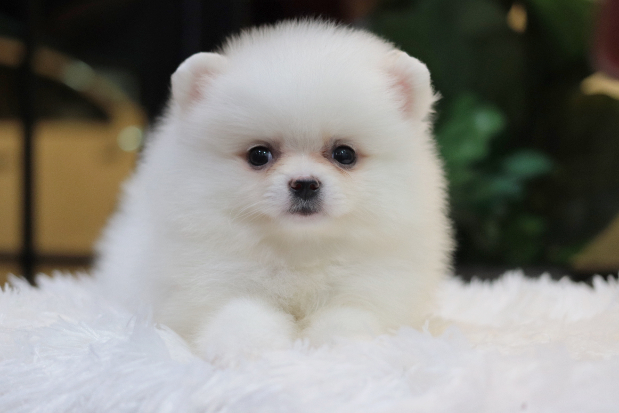 ปอมเมอเรเนียน เพศเมียสีขาว ขนแน่น