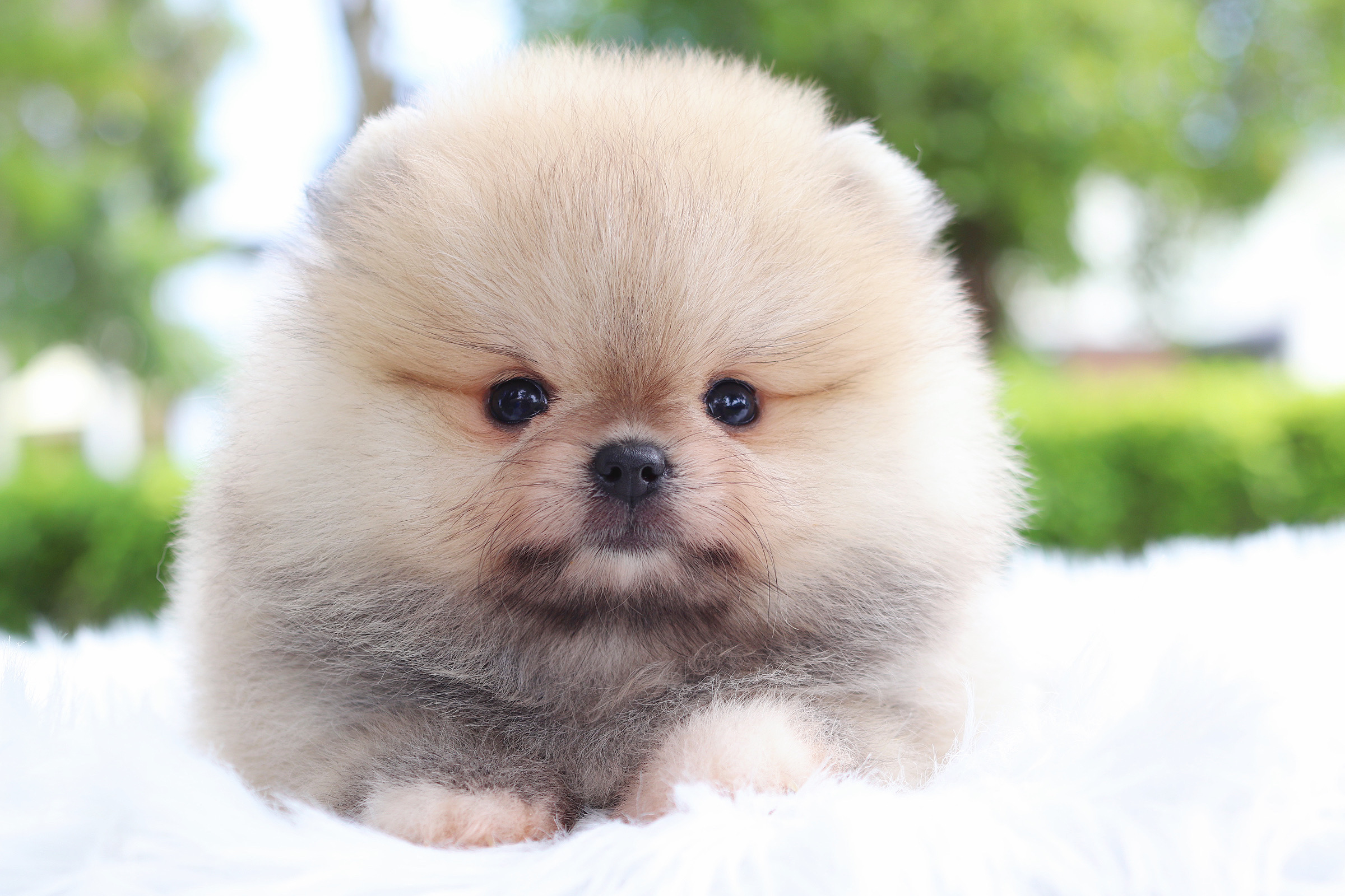 ปอมเมอเรเนียน เพศเมียสีส้ม เกรดโชว์