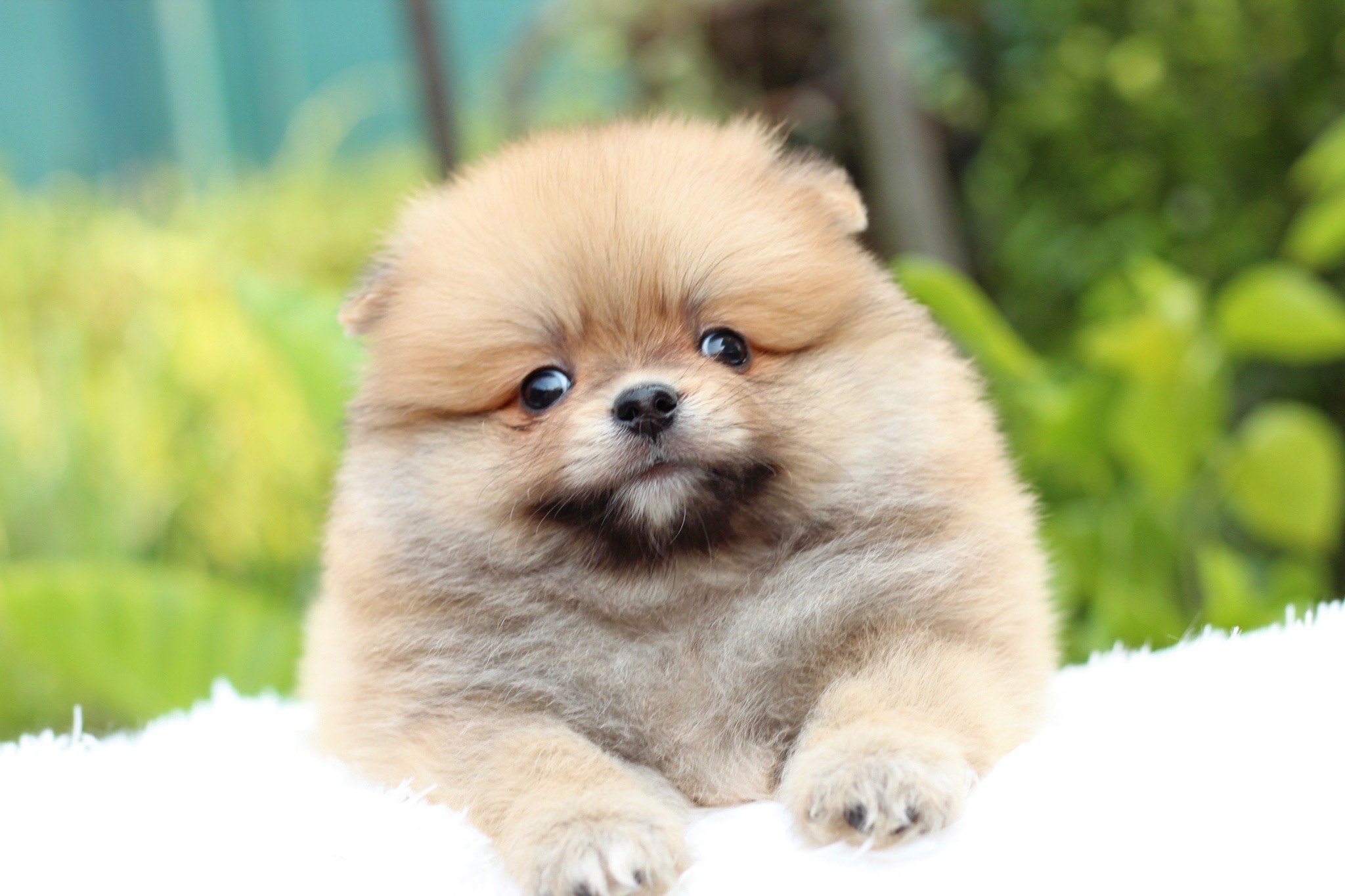 ปอมเมอเรเนียน เพศผู้สีส้ม