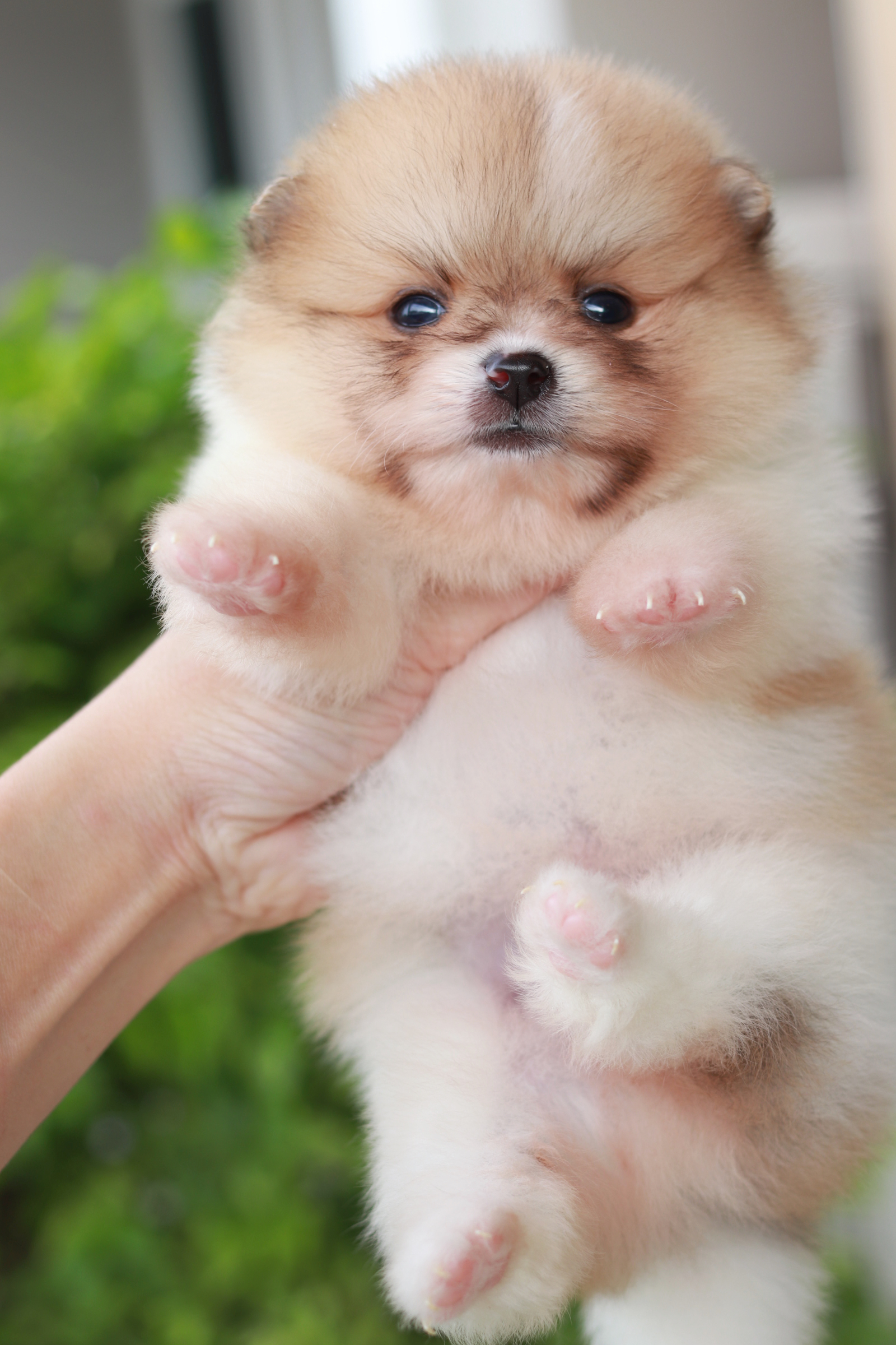 ปอมเมอเรเนียน เพศผู้