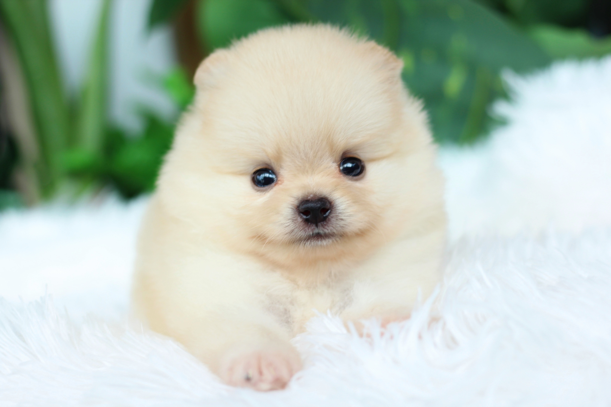 ปอมเมอเรเนียน เพศเมียสีครีม