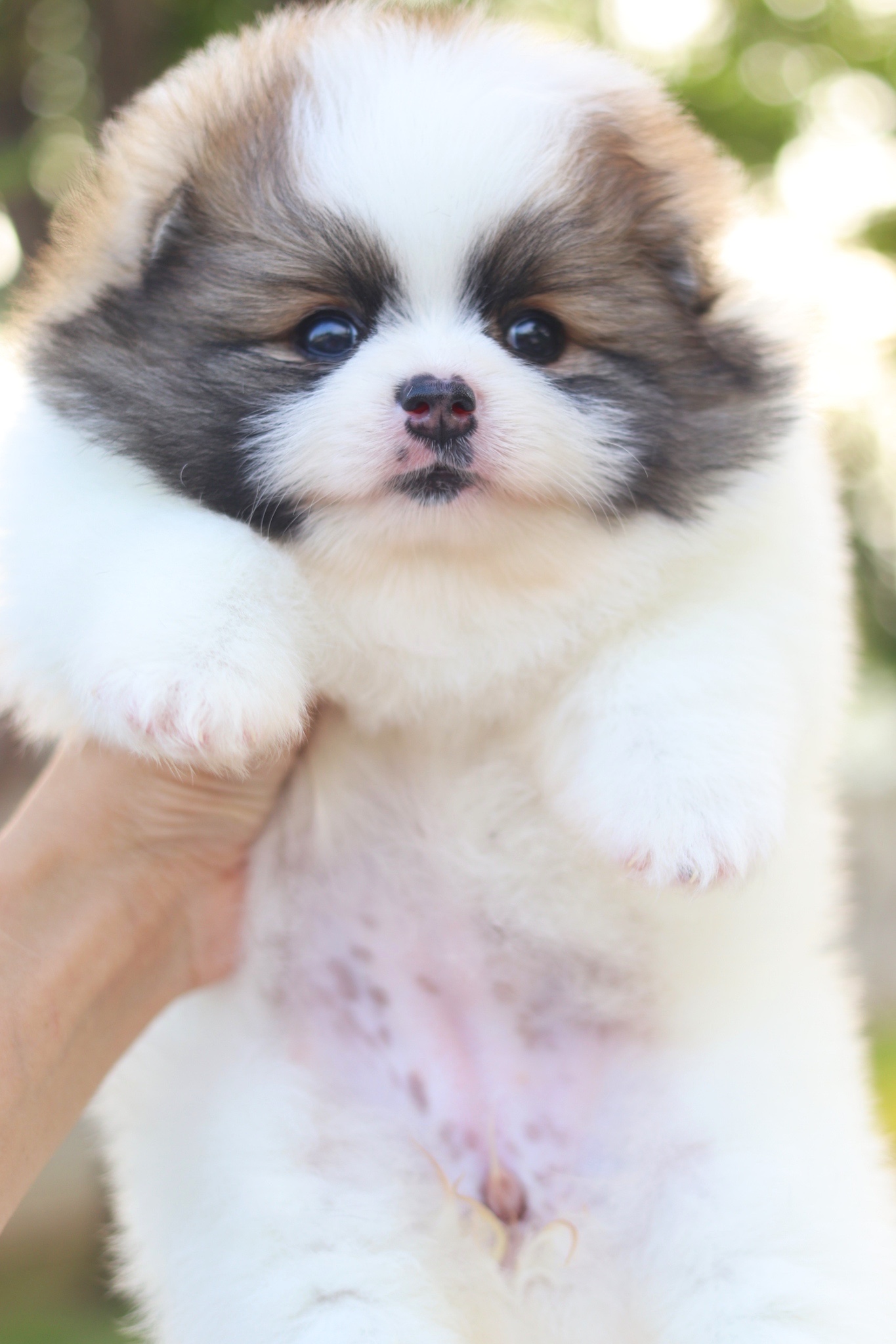 ปอมเมอเรเนียน เพศเมียสีแฟนซี