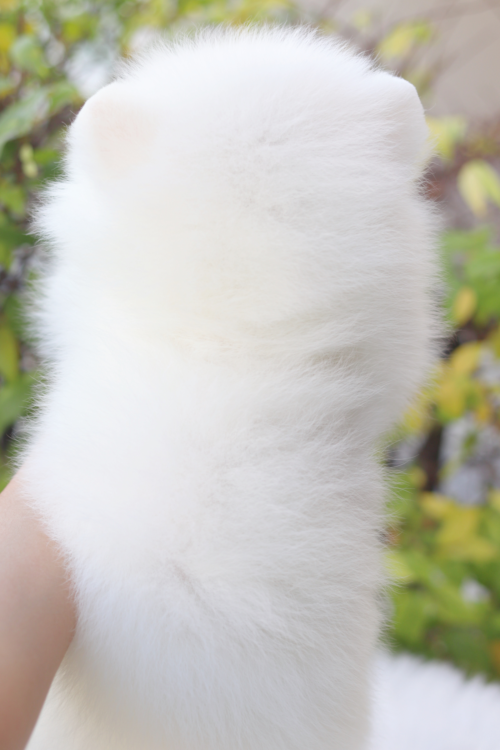 ปอมเมอเรเนียน เพศเมียสีขาวครีมเกรดโชว์