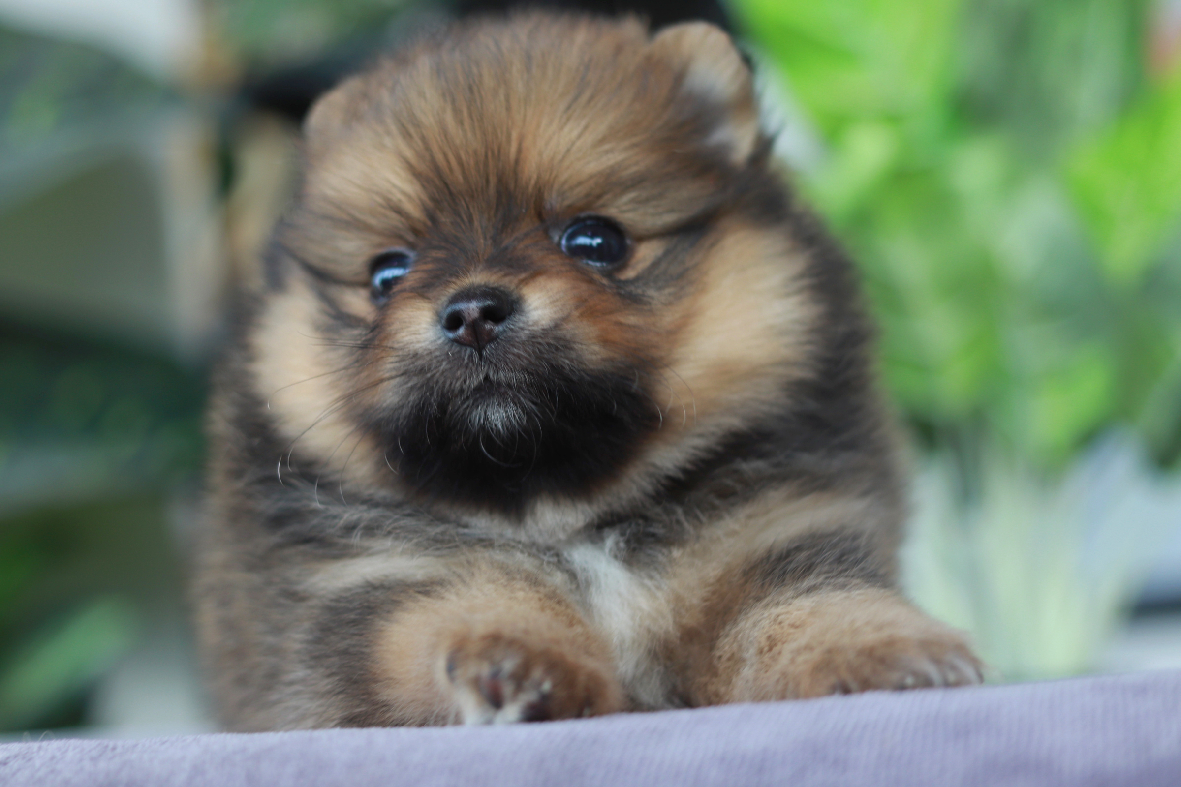 ปอมเมอเรเนียน เพศเมีย