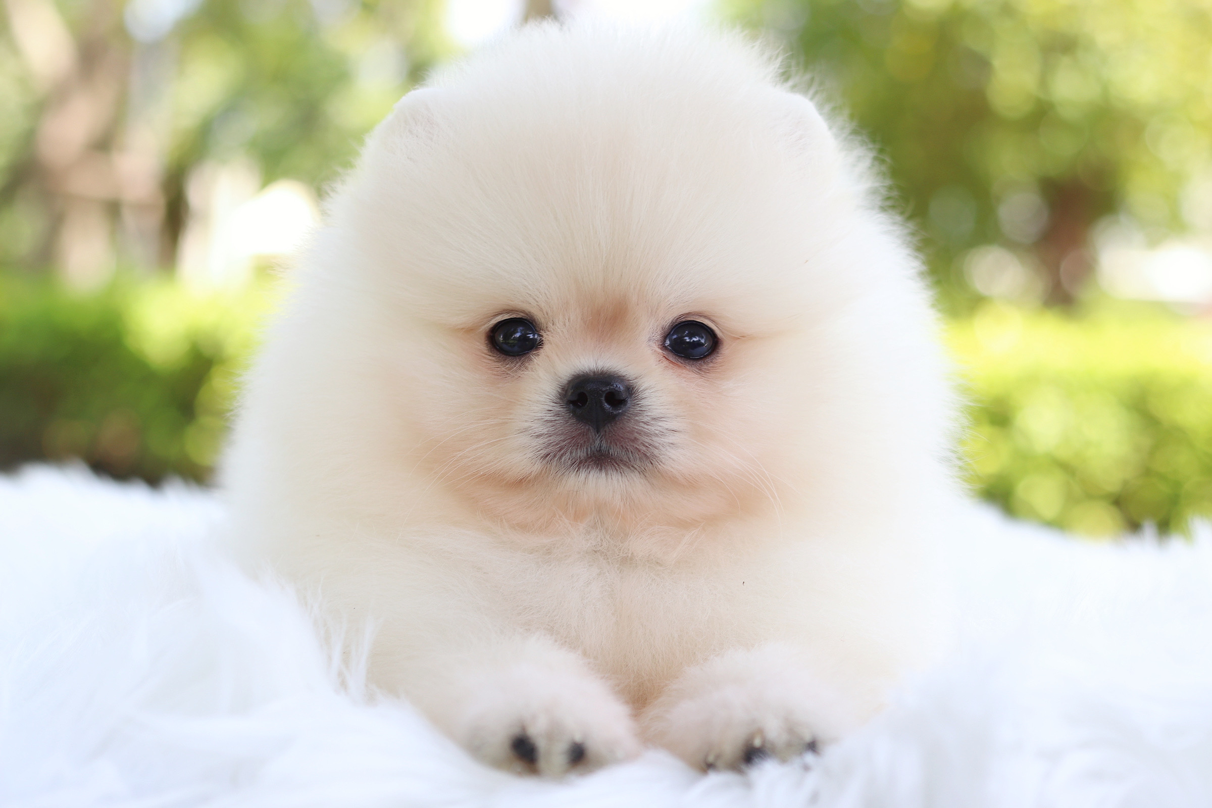 ปอมเมอเรเนียน เพศผู้สีขาวครีม เกรดโชว์