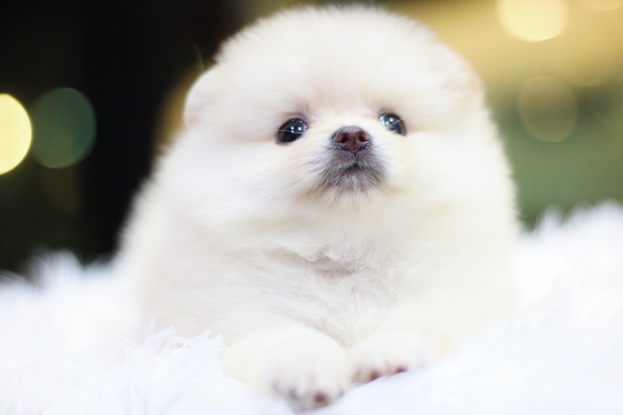 ปอมเมอเรเนียน เพศเมียสีขาวครีม