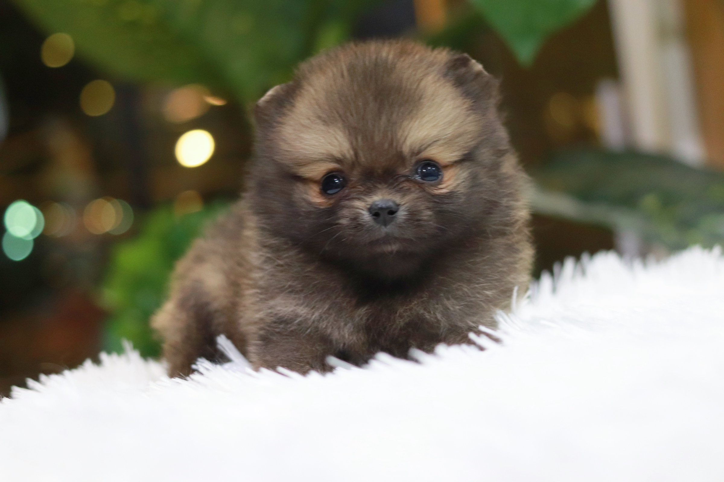 ปอมเมอเรเนียน เพศเมีย ทีคัพ