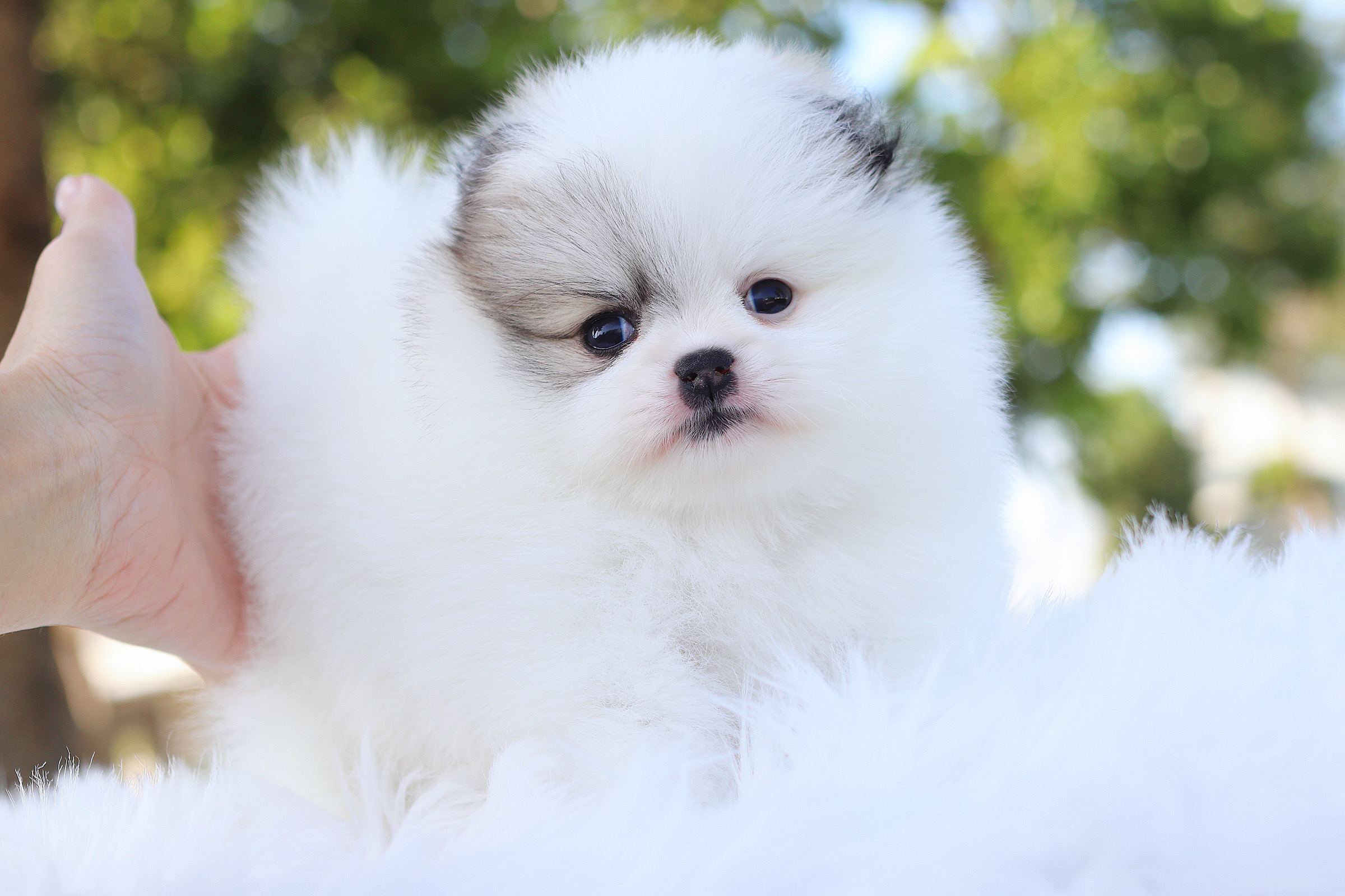 ปอมเมอเรเนียน เพศเมียสีแฟนซีเกรดโชว์