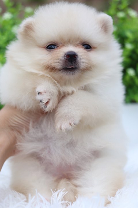 ปอมเมอเรเนียน เพศเมีย