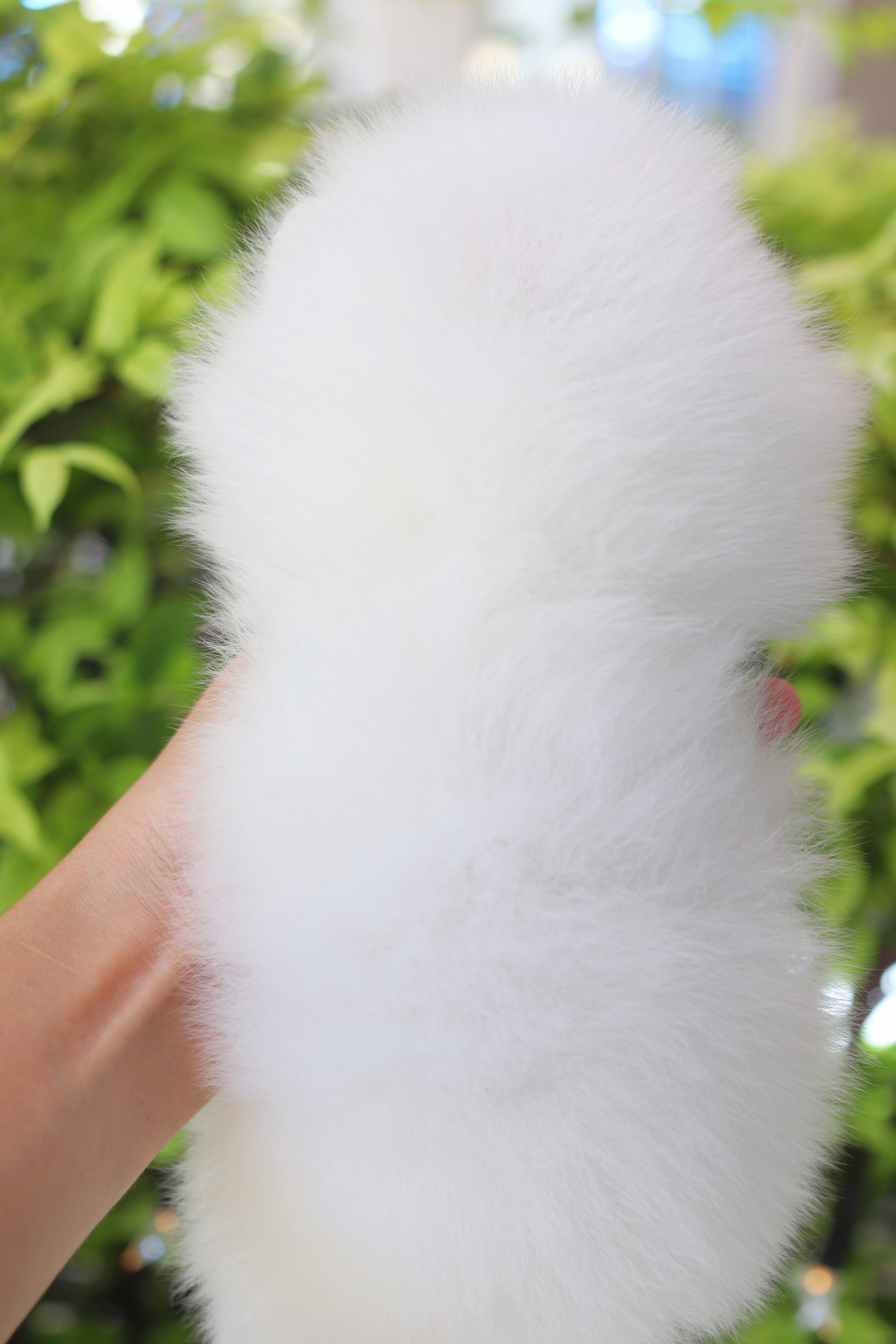 ปอมเมอเรเนียน เพศเมียสีขาวเกรดโชว์