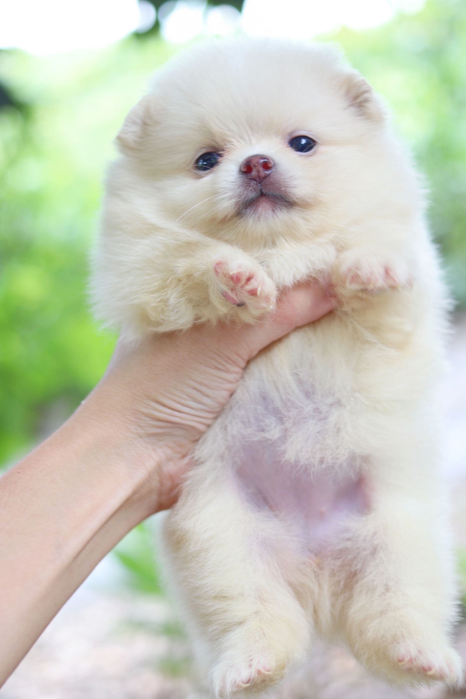 ปอมเมอเรเนียน เพศเมียสีครีม