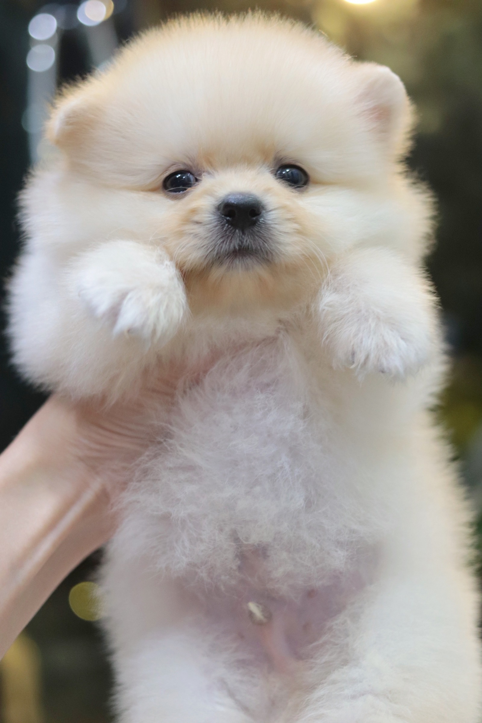 ปอมเมอเรเนียน เพศผู้ สีขาวครีม