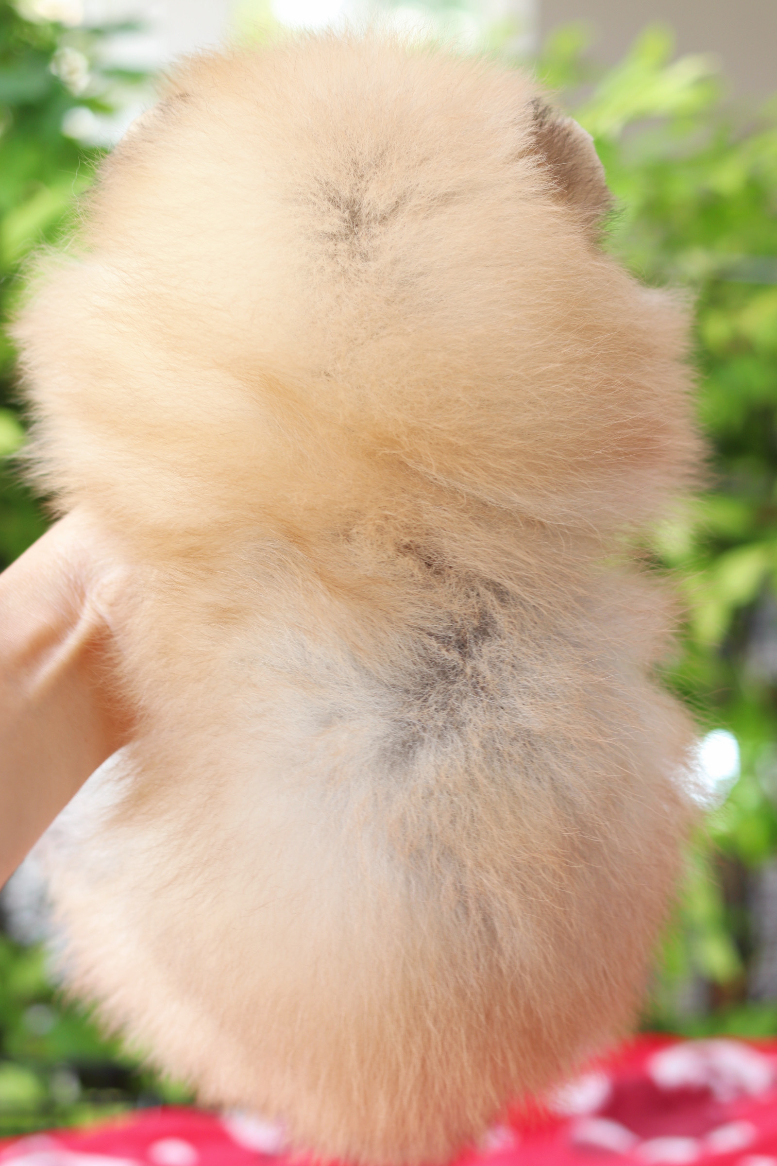 ปอมเมอเรเนียน เพศผู้สีส้ม เกรดโชว์