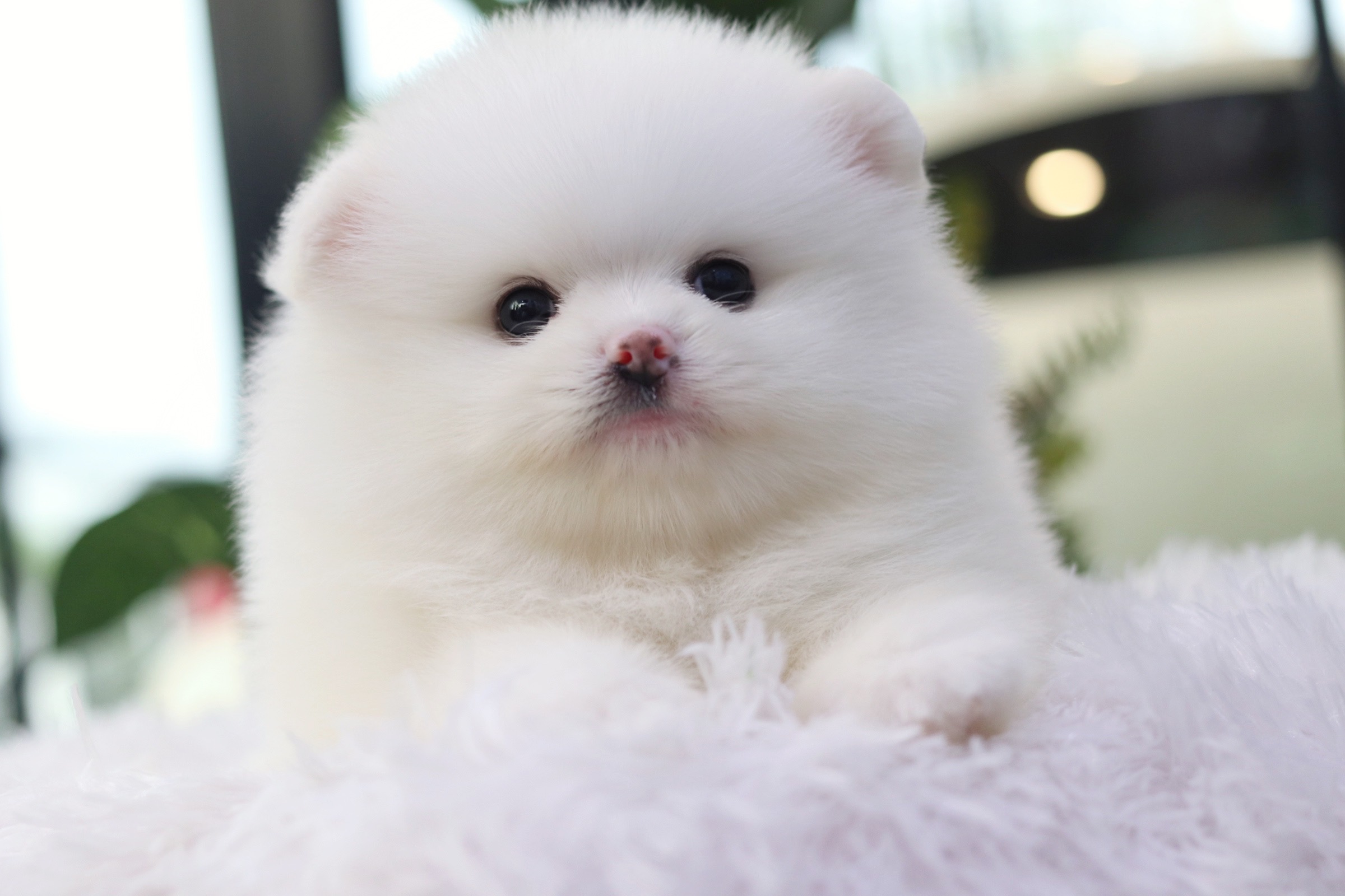 ปอมเมอเรเนียน เพศผู้ เกรดโชว์ สีขาว หน้าตุ๊กตา