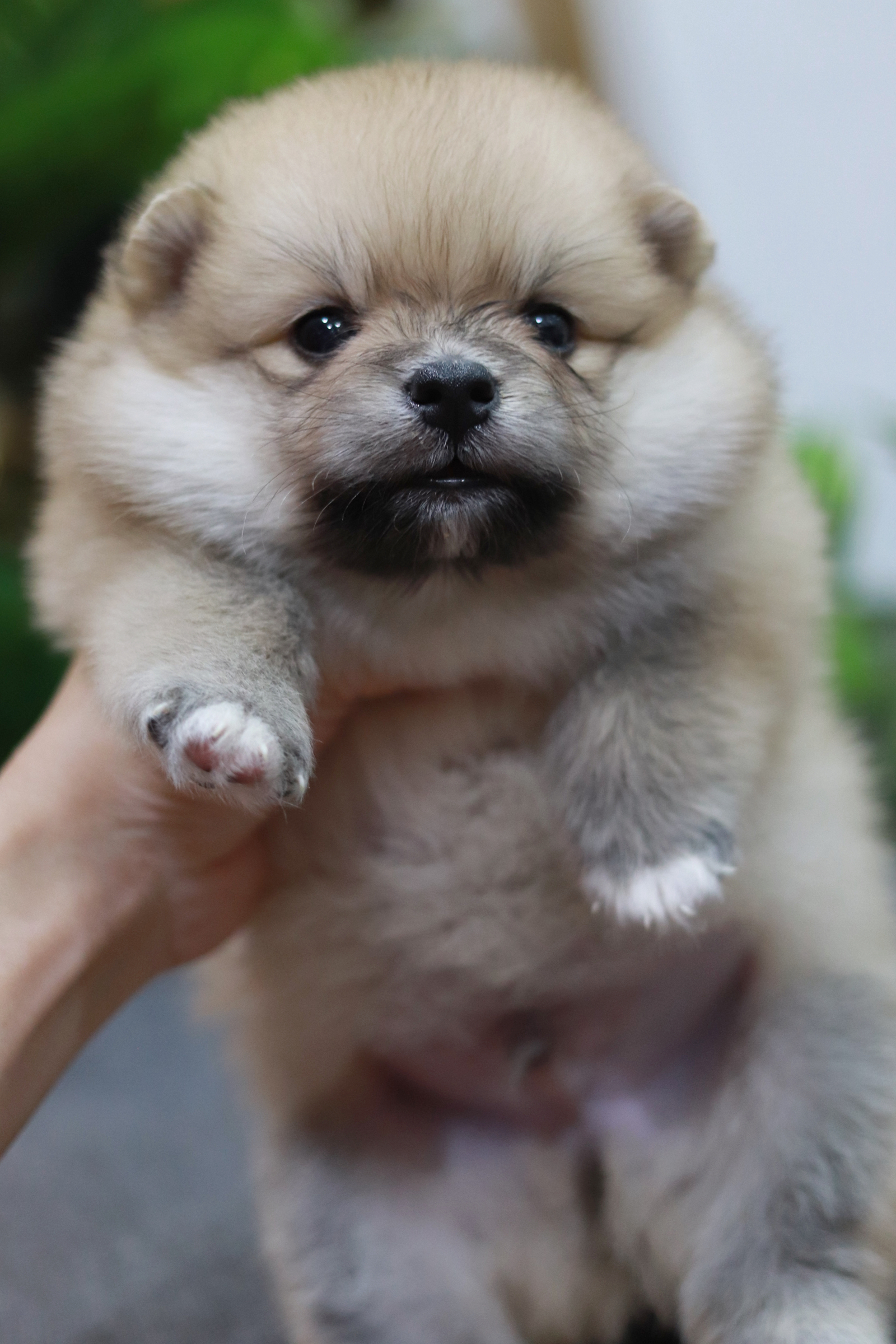 ปอมเมอเรเนียน เพศผู้