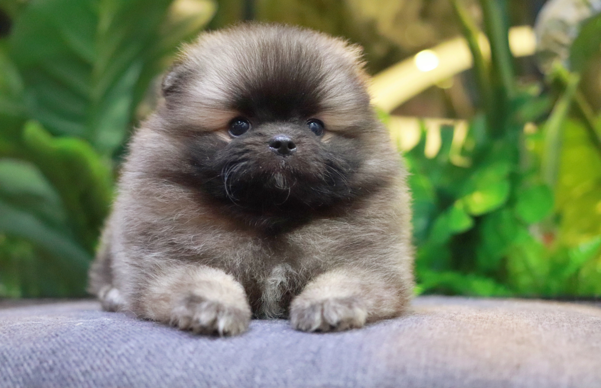 ปอมเมอเรเนียน เพศเมียสีส้ม