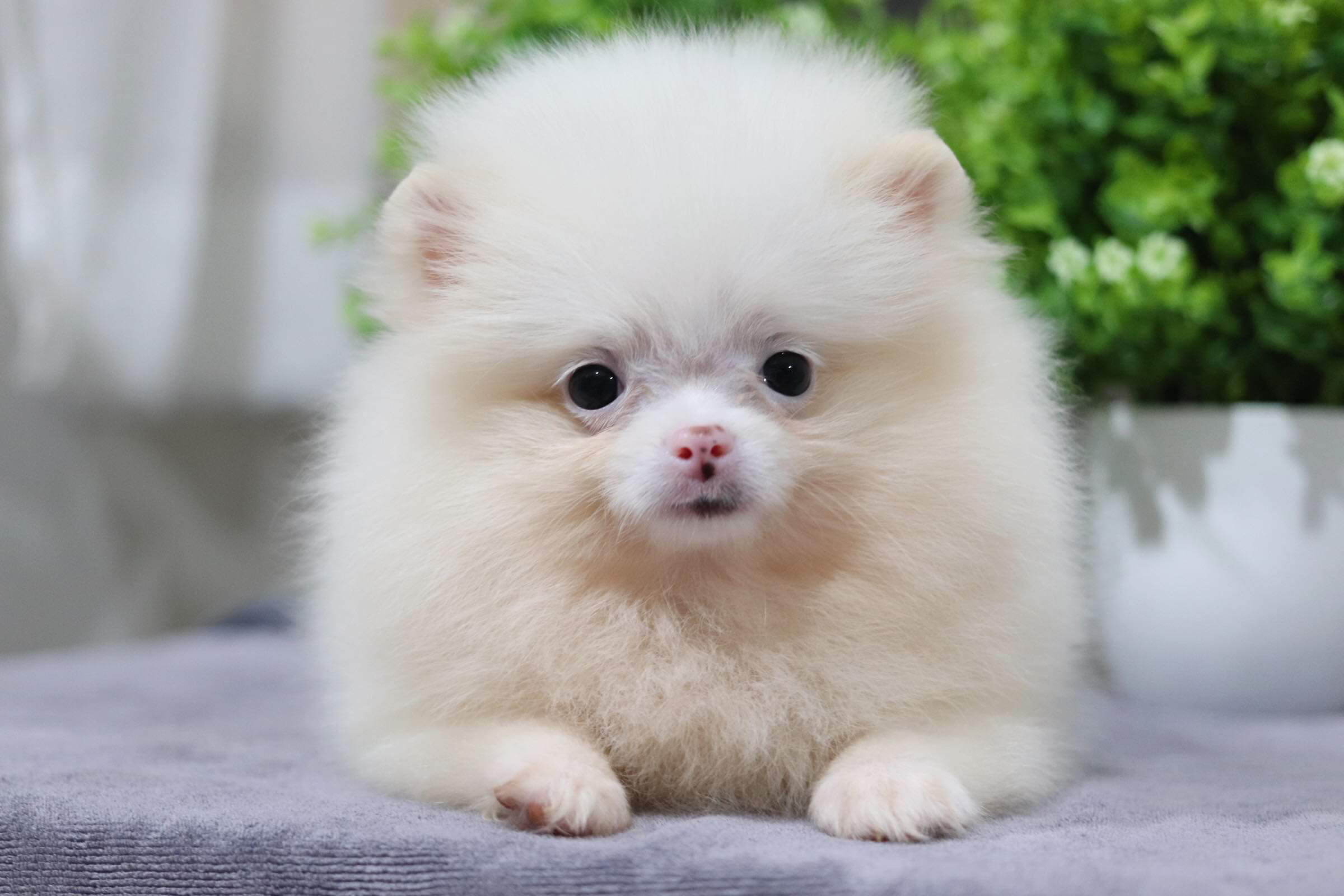 ปอมเมอเรเนียน เพศเมีย