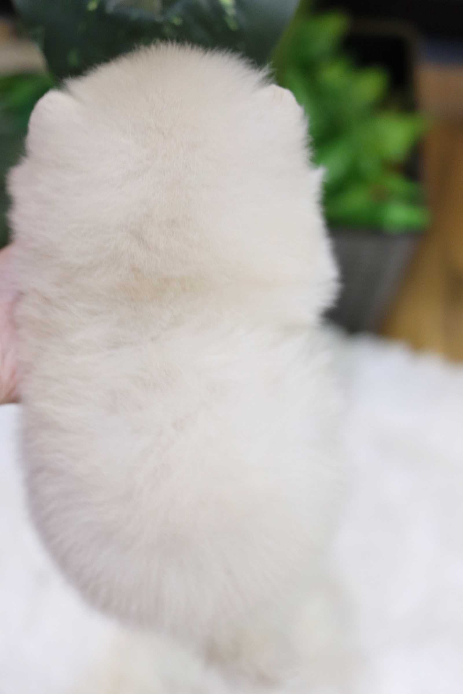 ปอมเมอเรเนียน เพศเมียขาวครีม