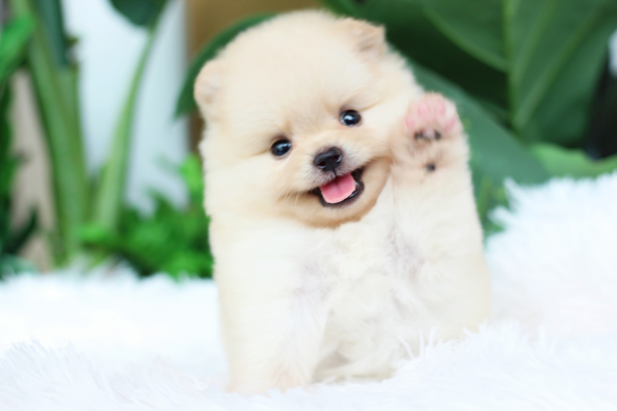 ปอมเมอเรเนียน เพศเมียสีครีม