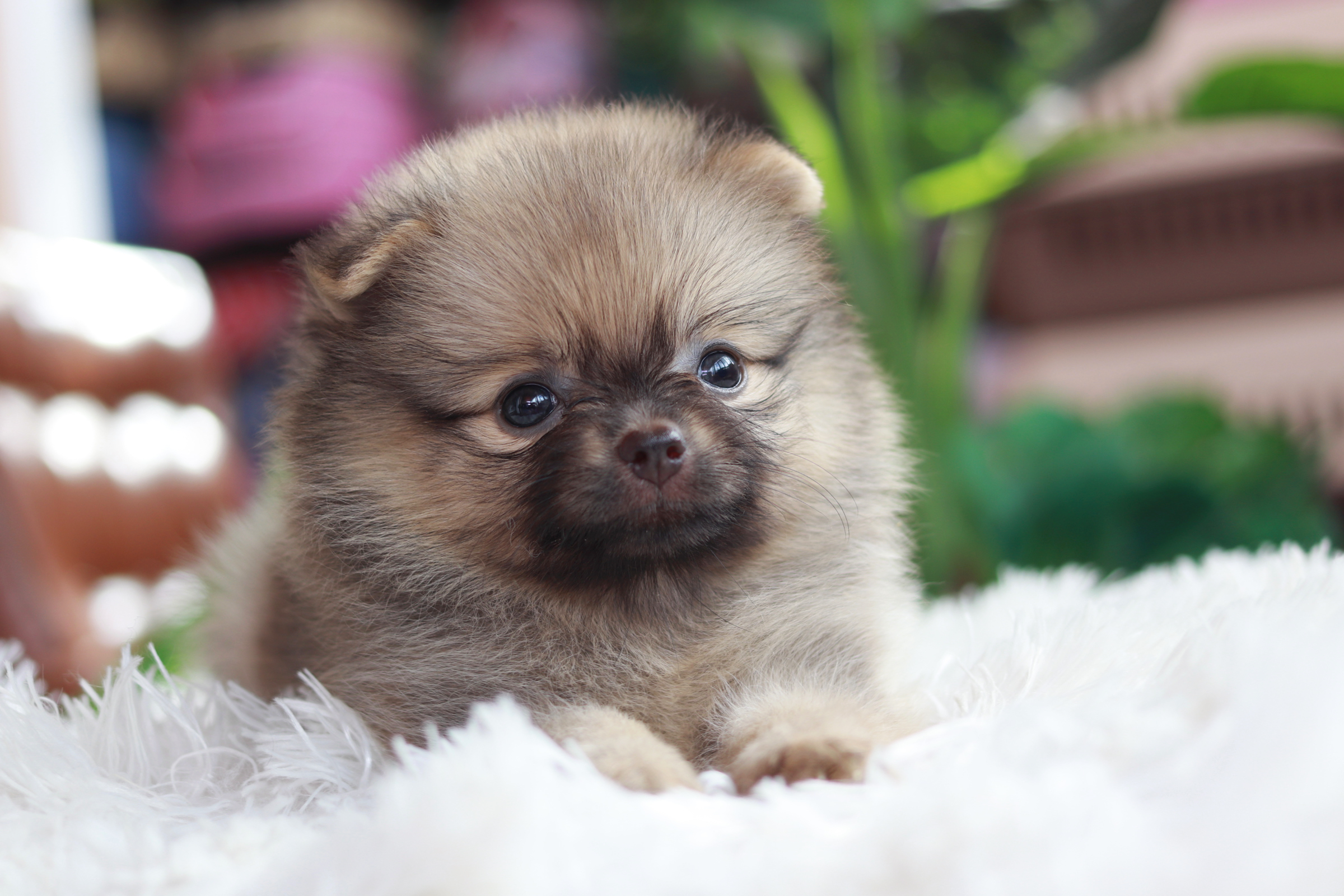 ปอมเมอเรเนียน เพศเมีย สีส้มเกรดเลี้ยงเล่น