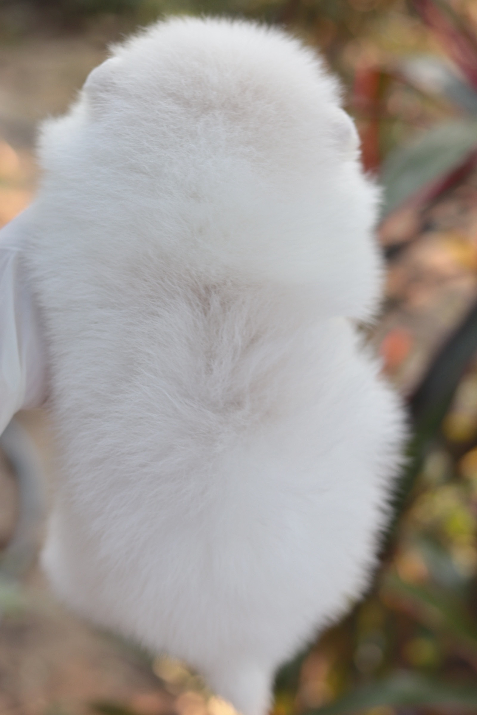 ปอมเมอเรเนียน เพศผู้ สีขาวครีม