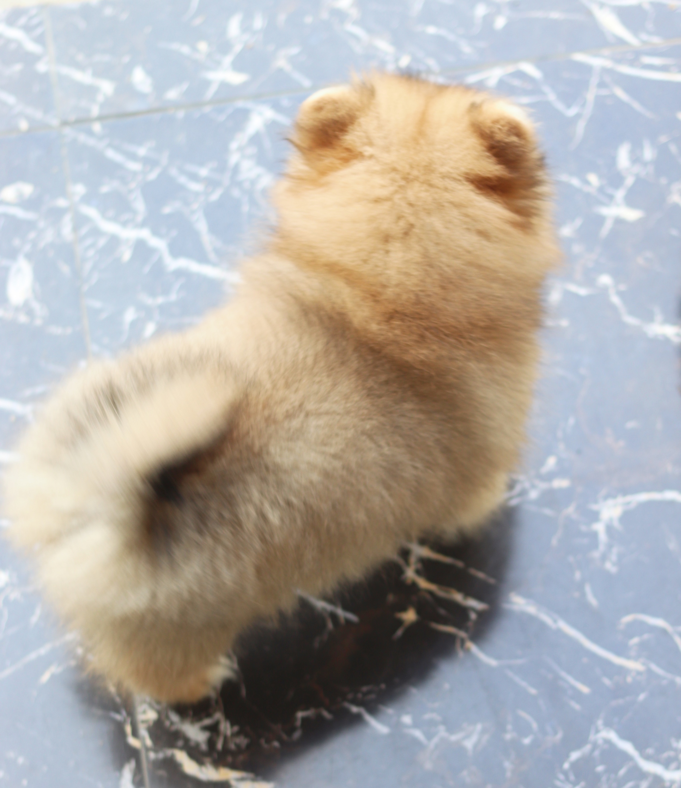 ปอมเมอเรเนียน เพศเมียสีส้ม