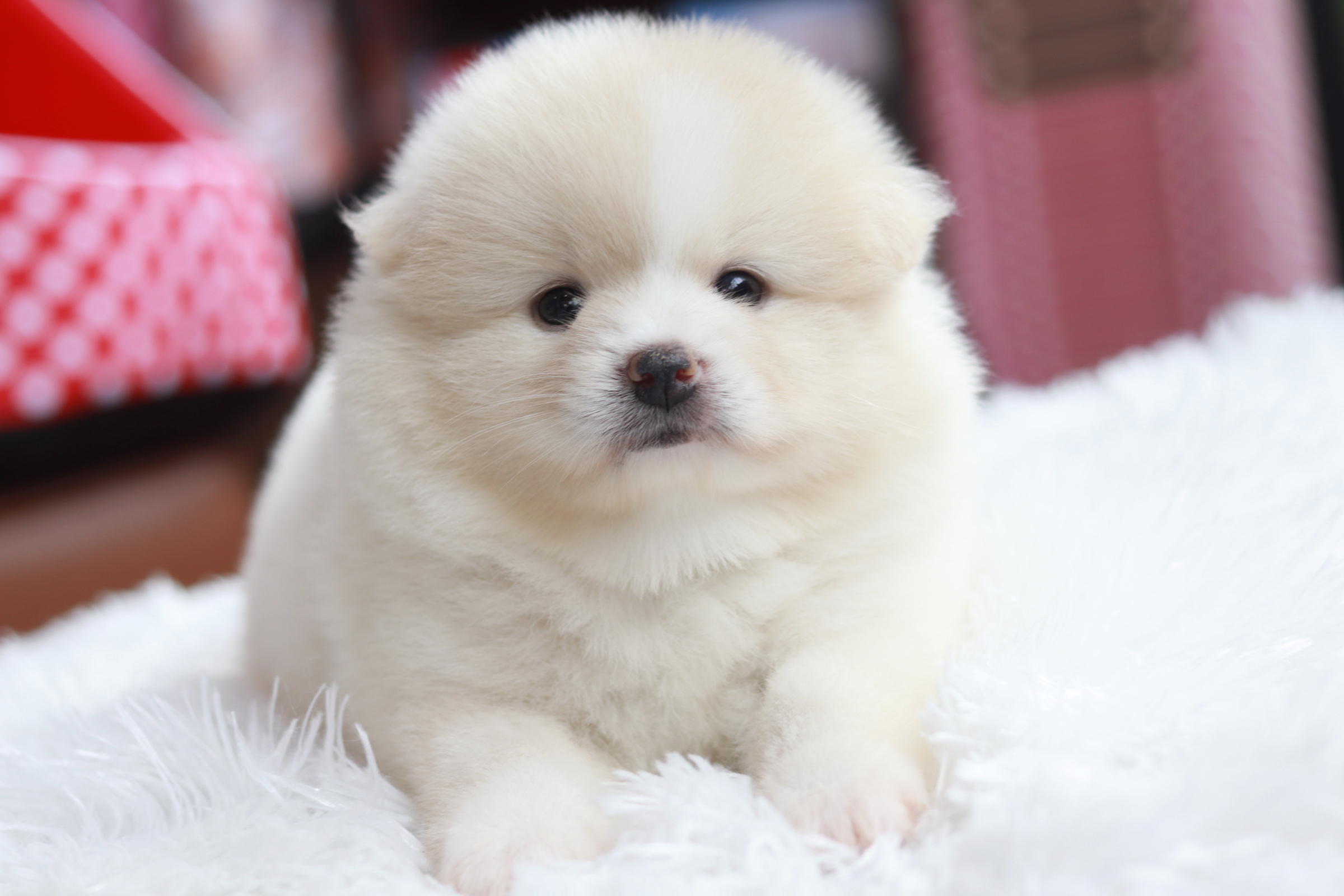 ปอมเมอเรเนียน เพศผู้ ไซส์ปกติหน้าฟ็อก ขนแน่น