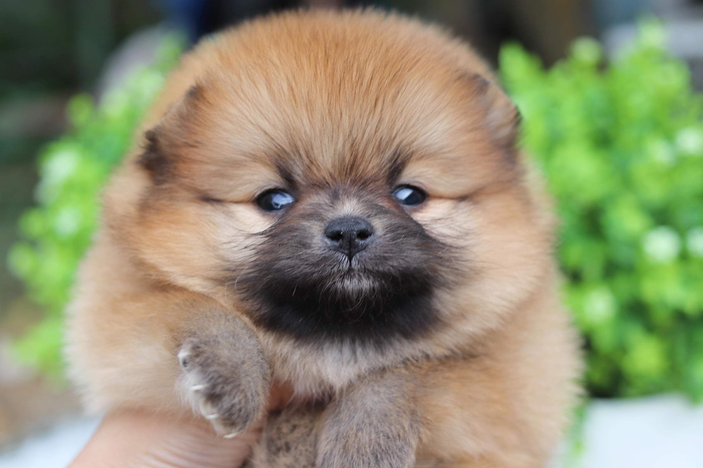 ปอมเมอเรเนียน เพศเมีย