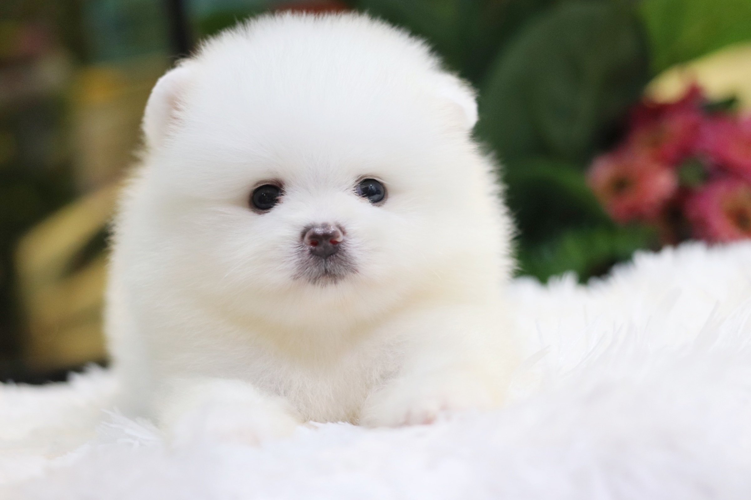 ปอมเมอเรเนียน เพศผู้ สีขาวเกรดโชว์ พร้อมใบเพ็ดดีกรีเต็มใบ