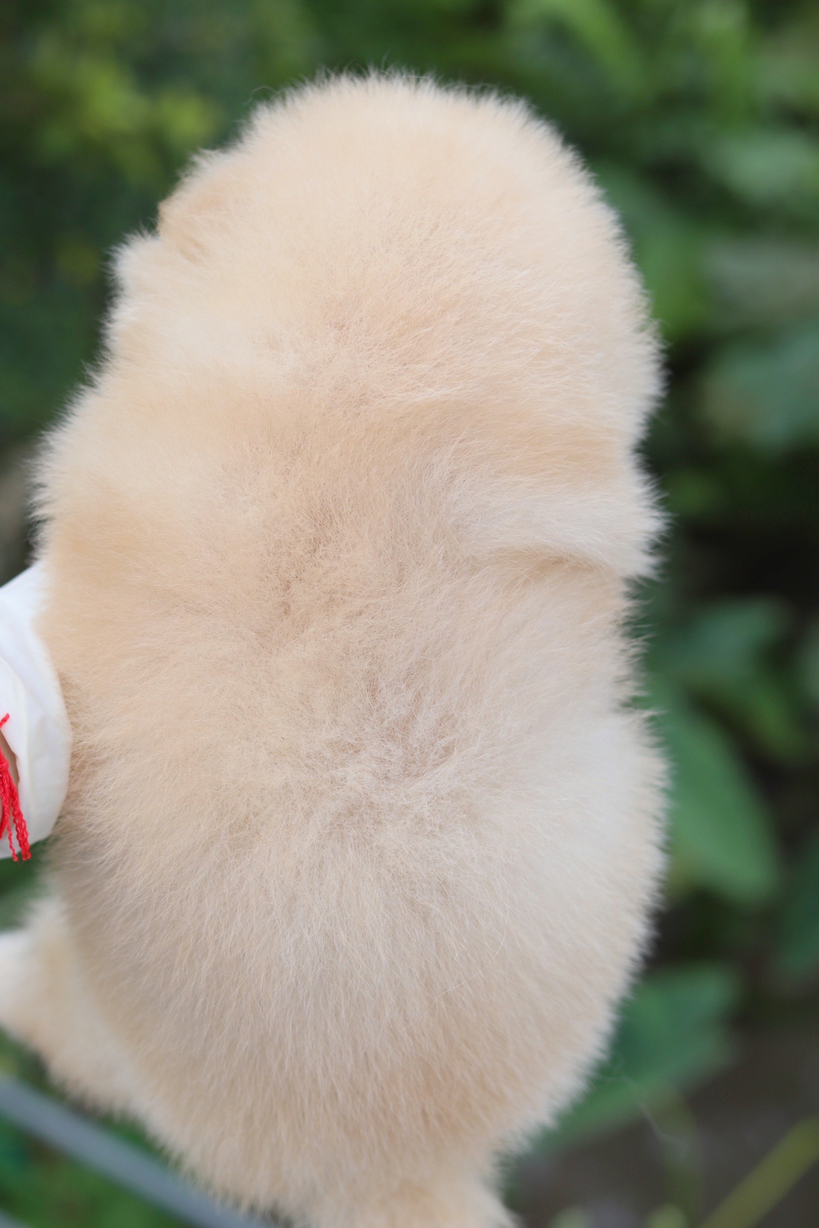 ปอมเมอเรเนียน เพศผู้ สีครีม