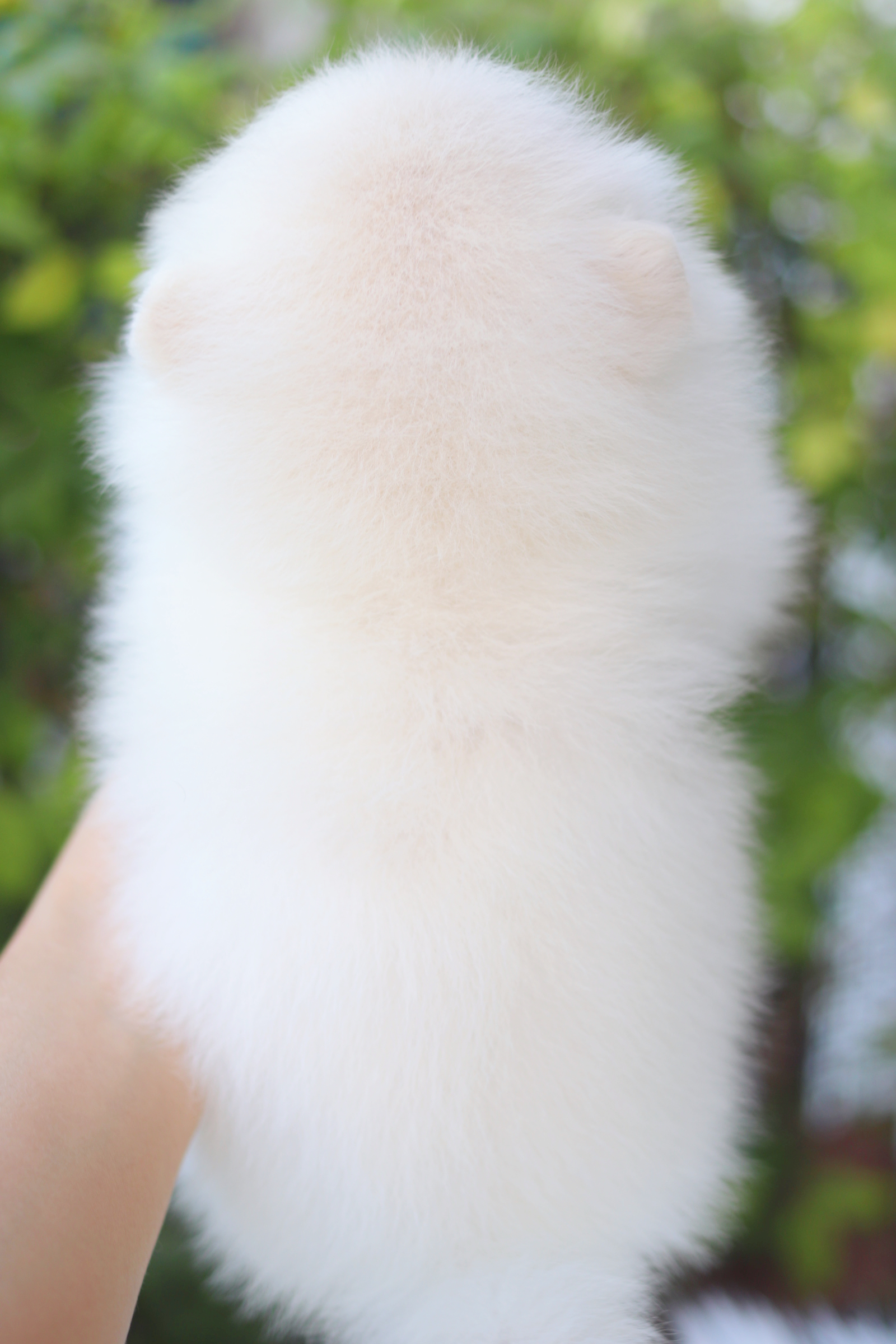 ปอมเมอเรเนียน เพศผู้สีขาวครีม